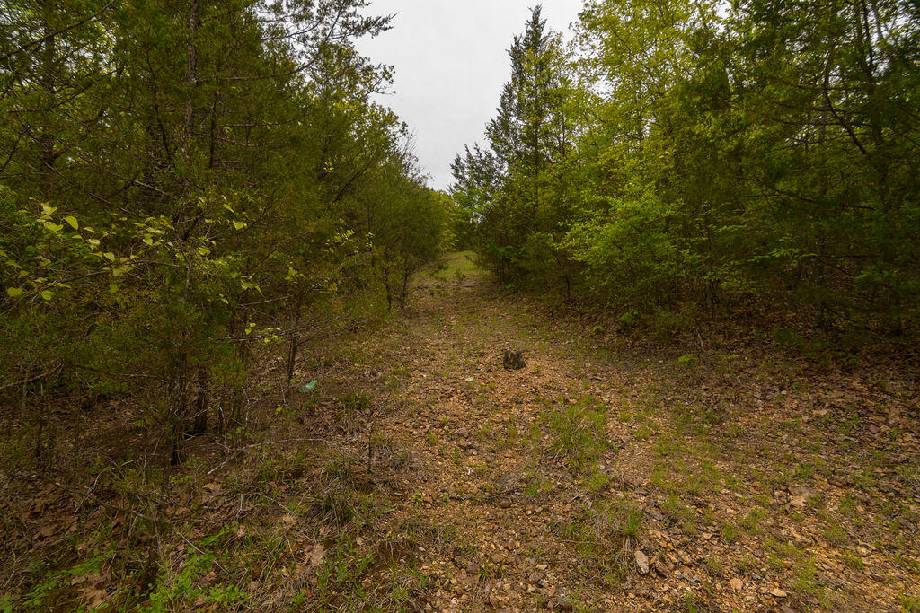 Photo 7 - Land for sale – Tbd  Catfish Street  Kissee Mills, MO