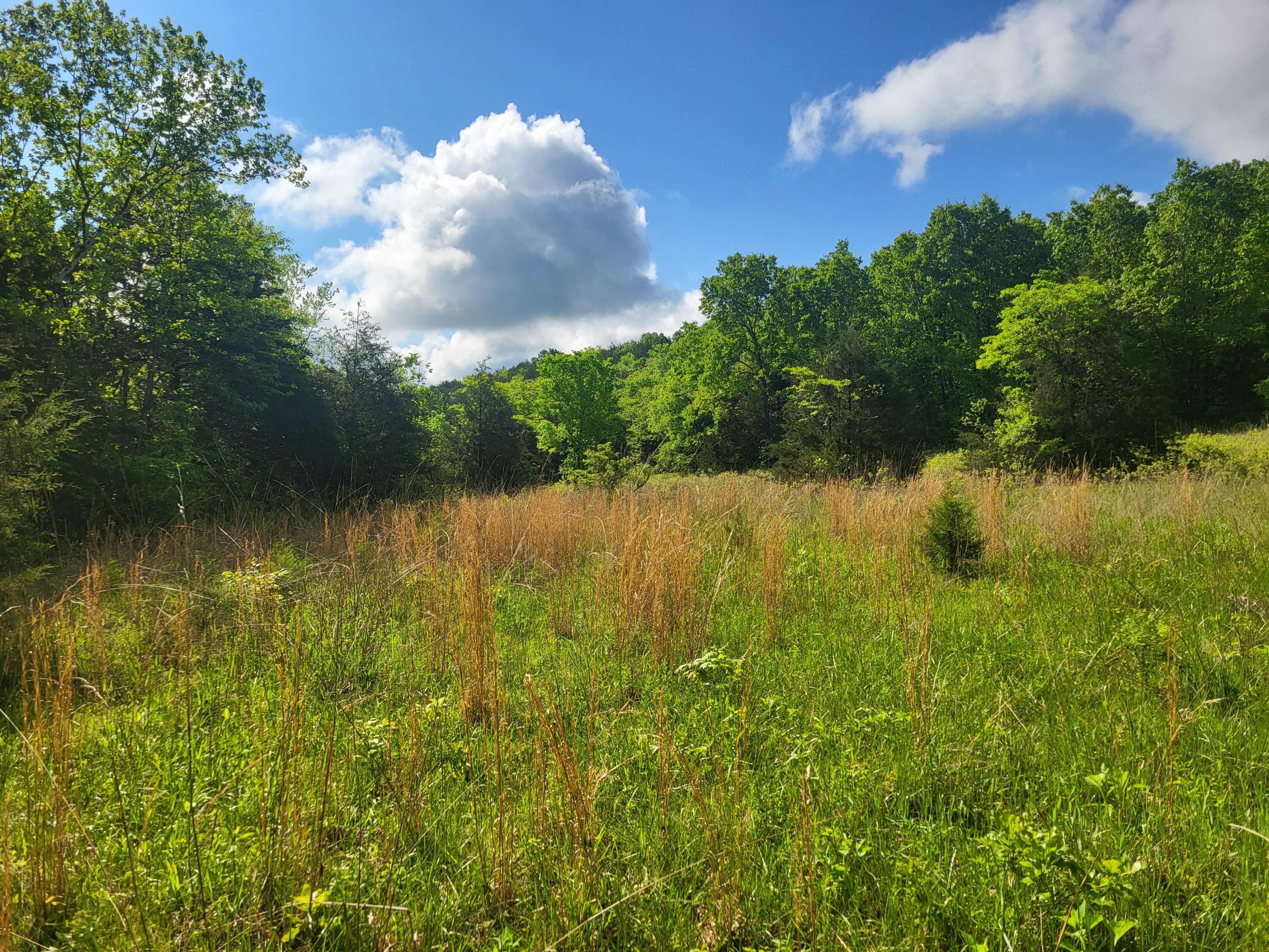 Photo 4 - Land for sale – 000  County Road  511   Gainesville, MO