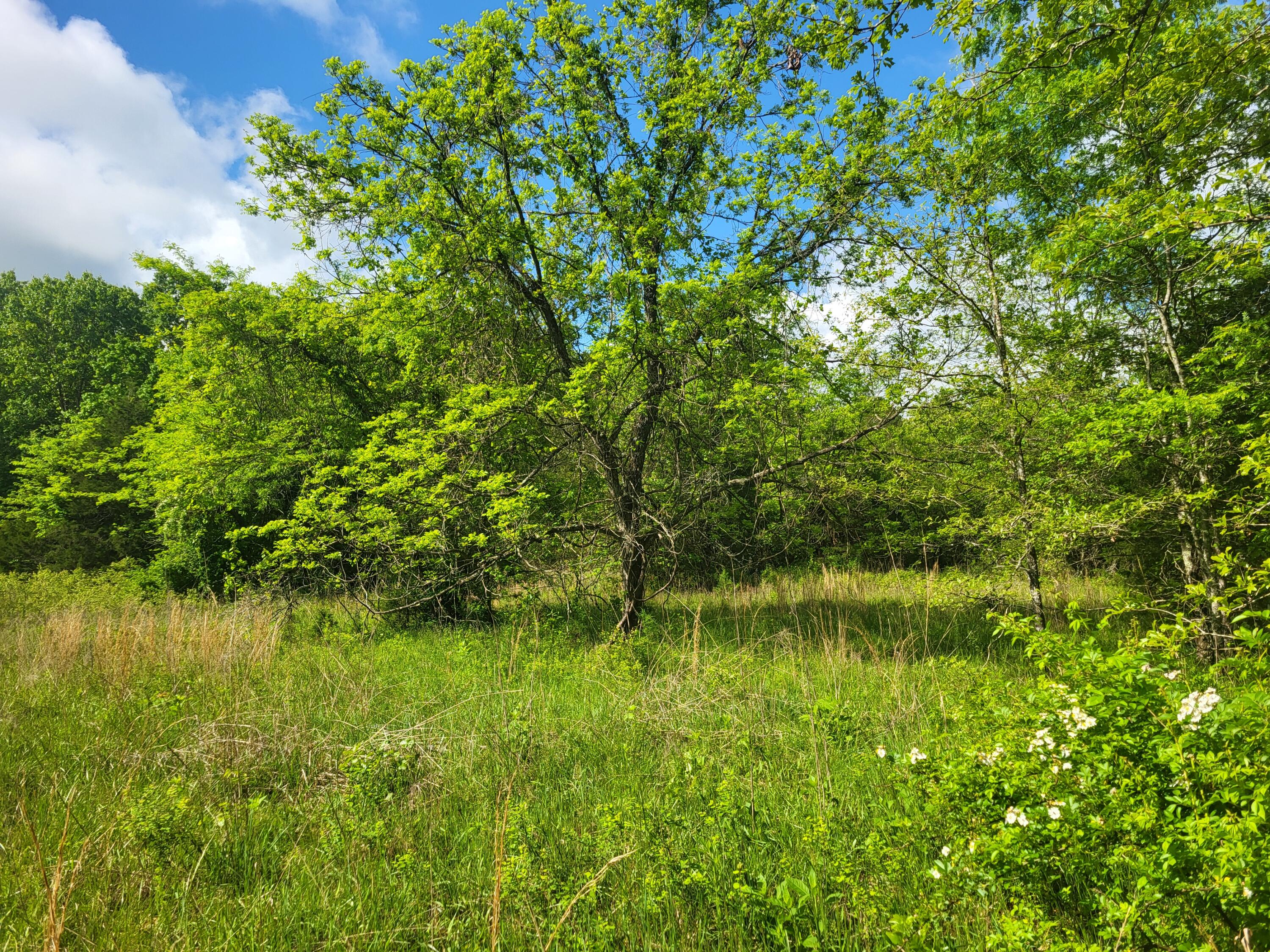 Photo 5 - Land for sale – 000  County Road  511   Gainesville, MO