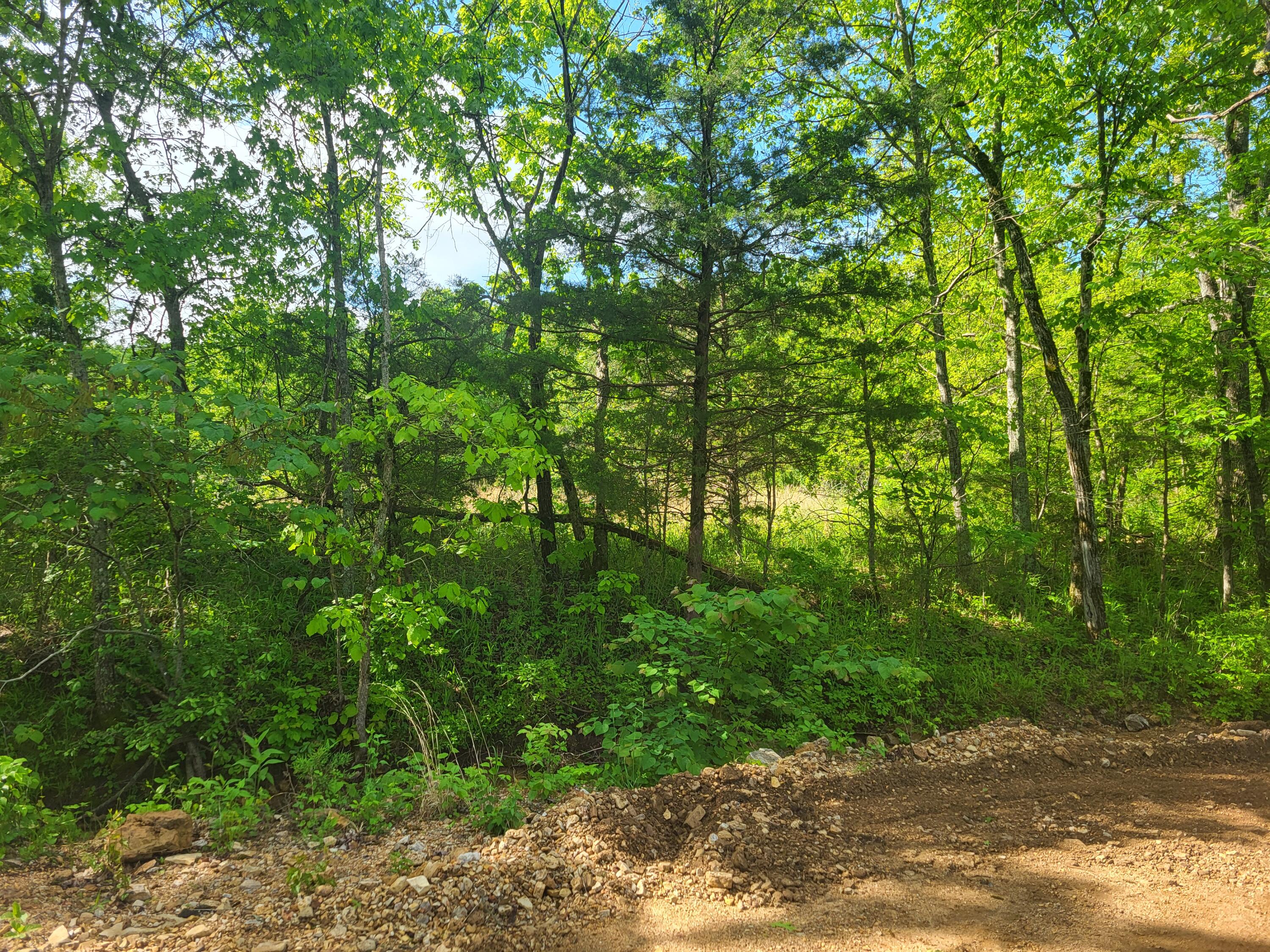 Photo 8 - Land for sale – 000  County Road  511   Gainesville, MO