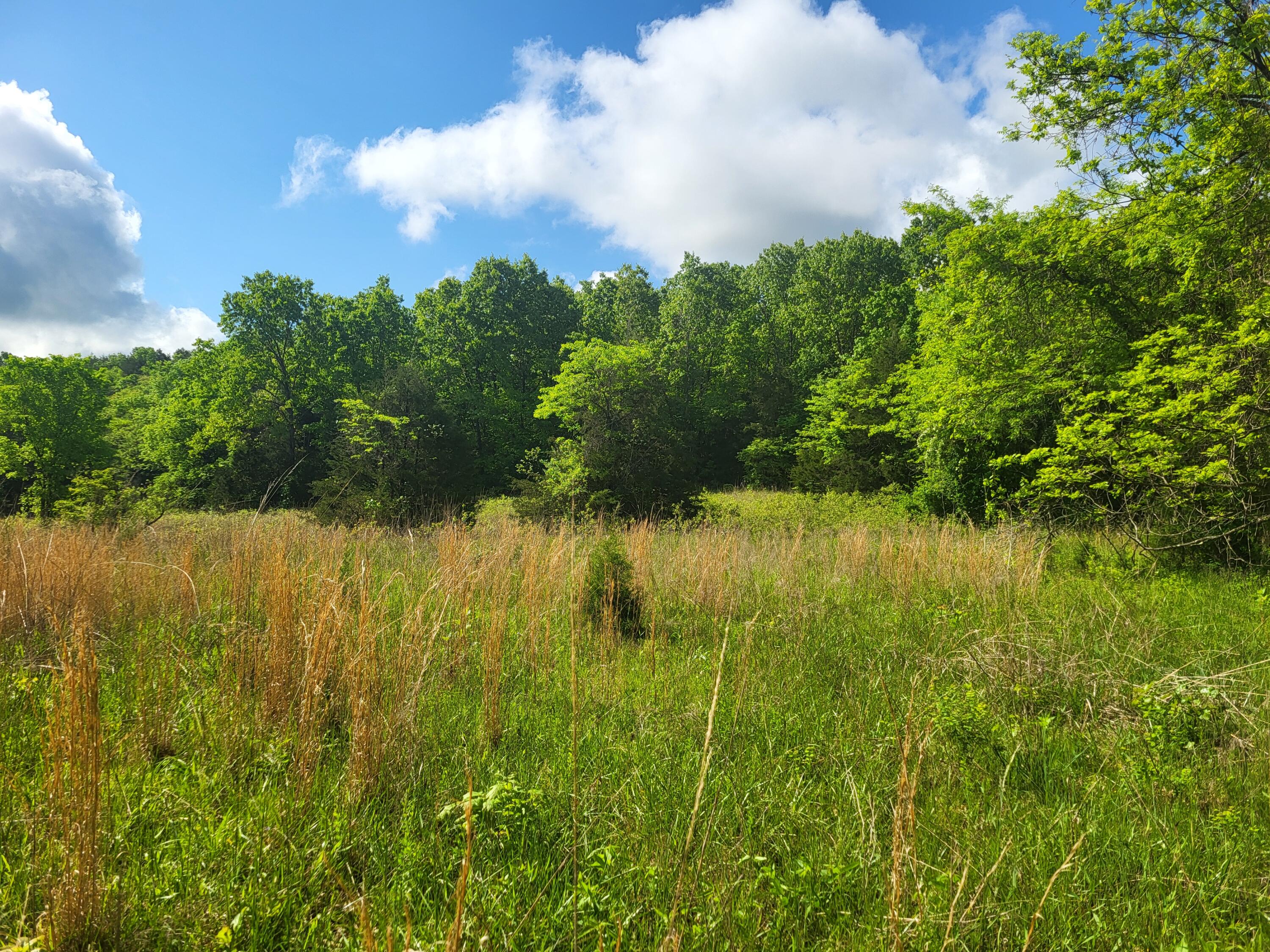 Photo 6 - Land for sale – 000  County Road  511   Gainesville, MO