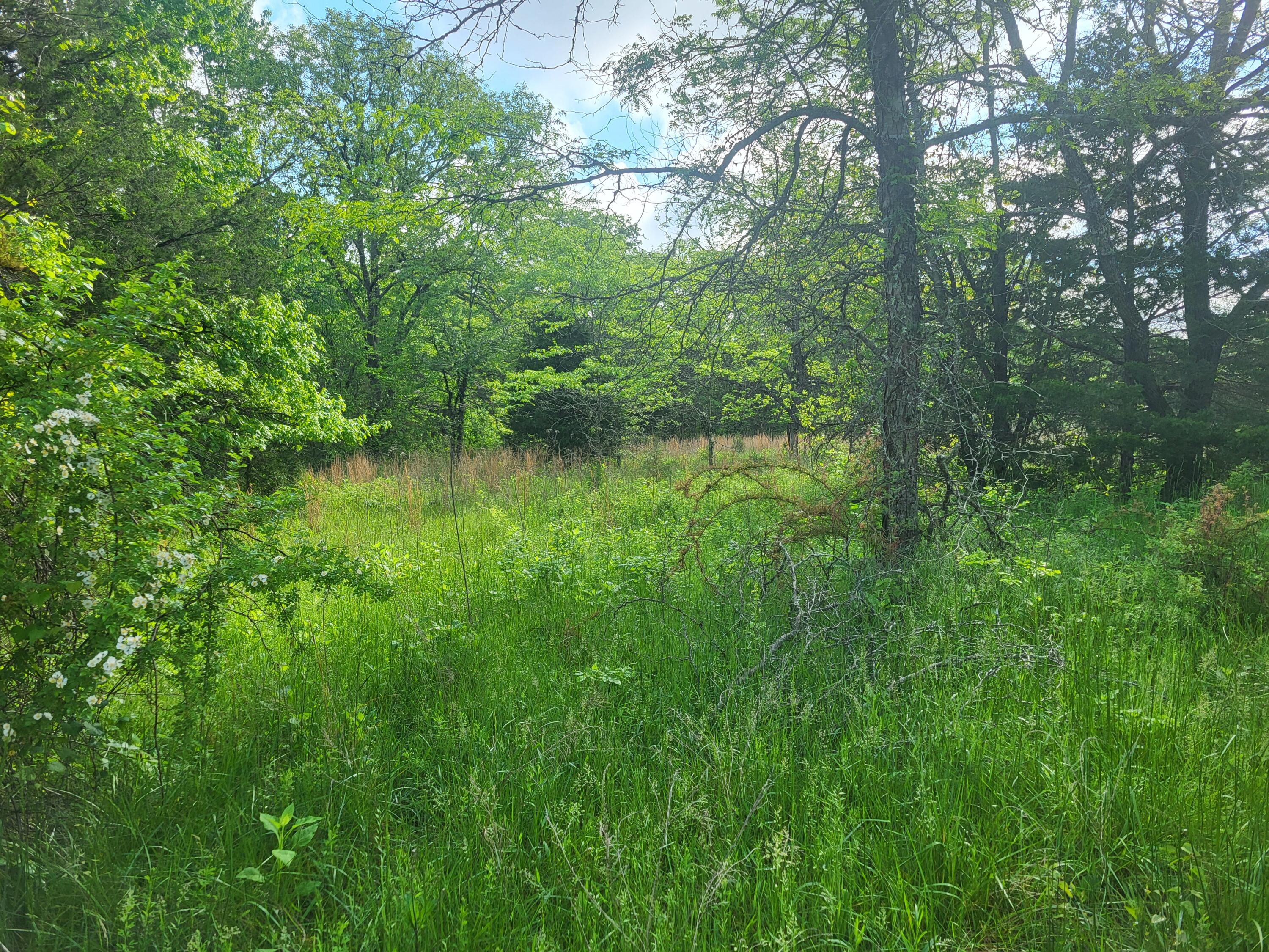 Photo 7 - Land for sale – 000  County Road  511   Gainesville, MO