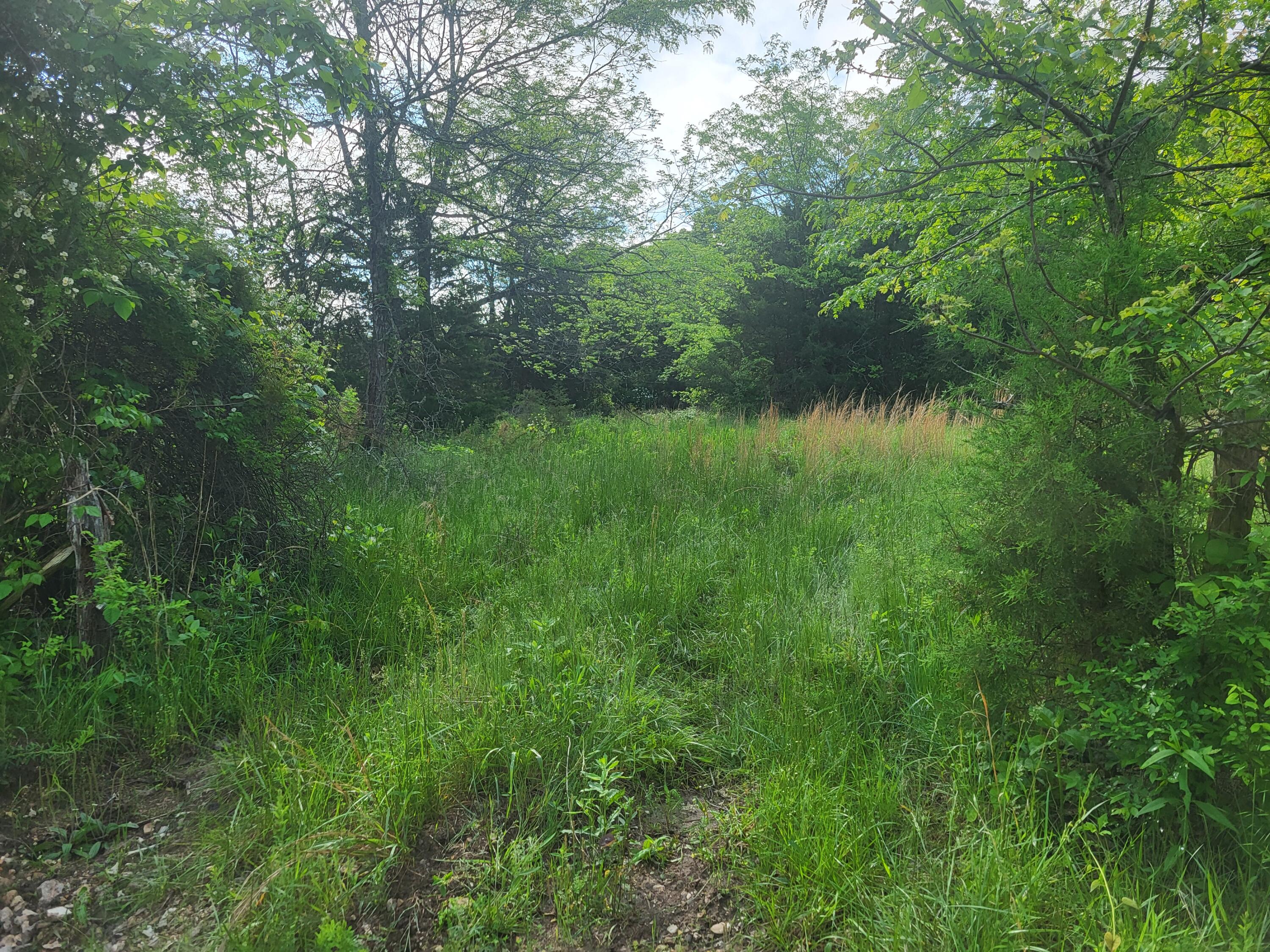 Photo 10 - Land for sale – 000  County Road  511   Gainesville, MO