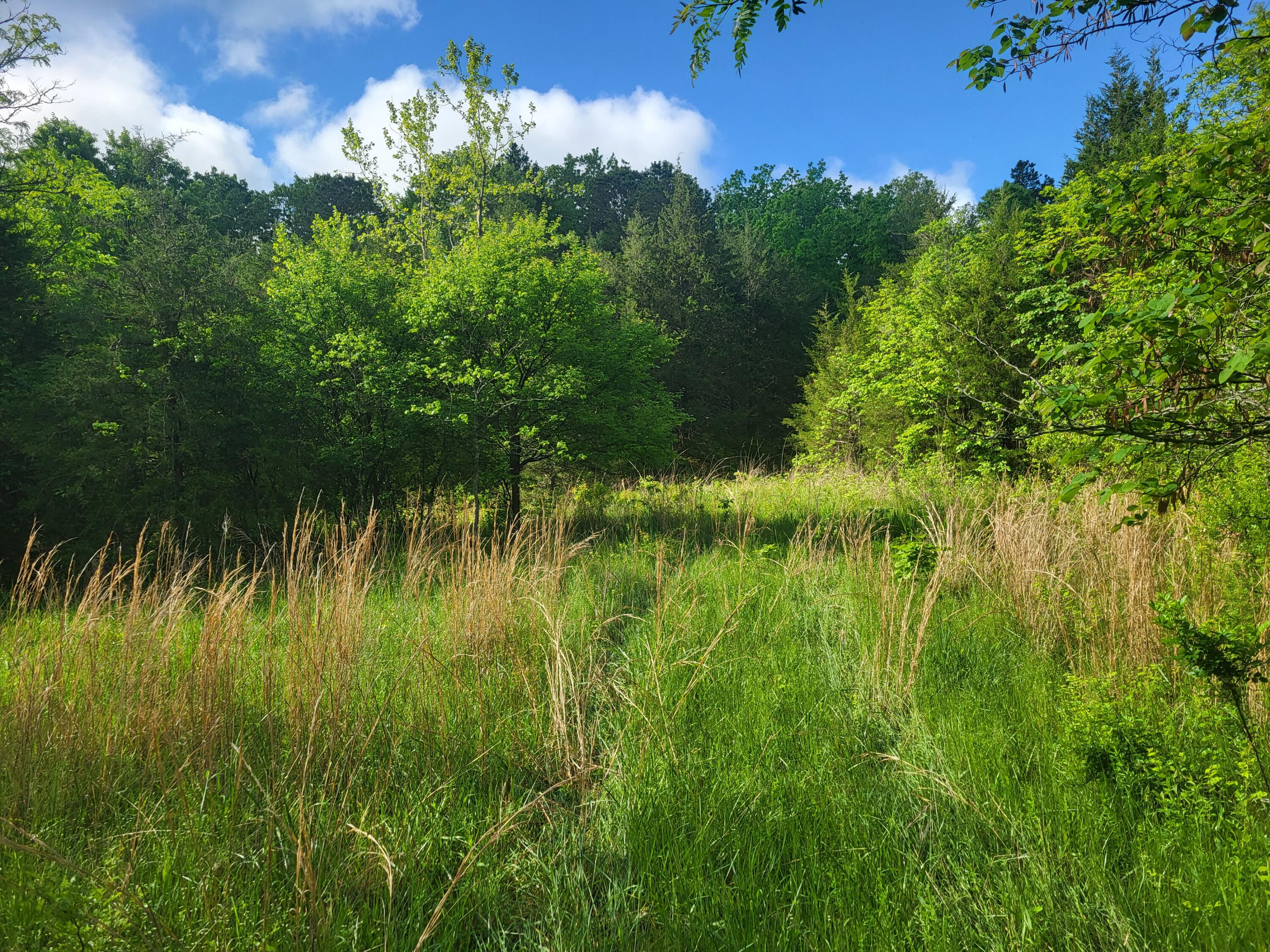Photo 9 - Land for sale – 000  County Road  511   Gainesville, MO