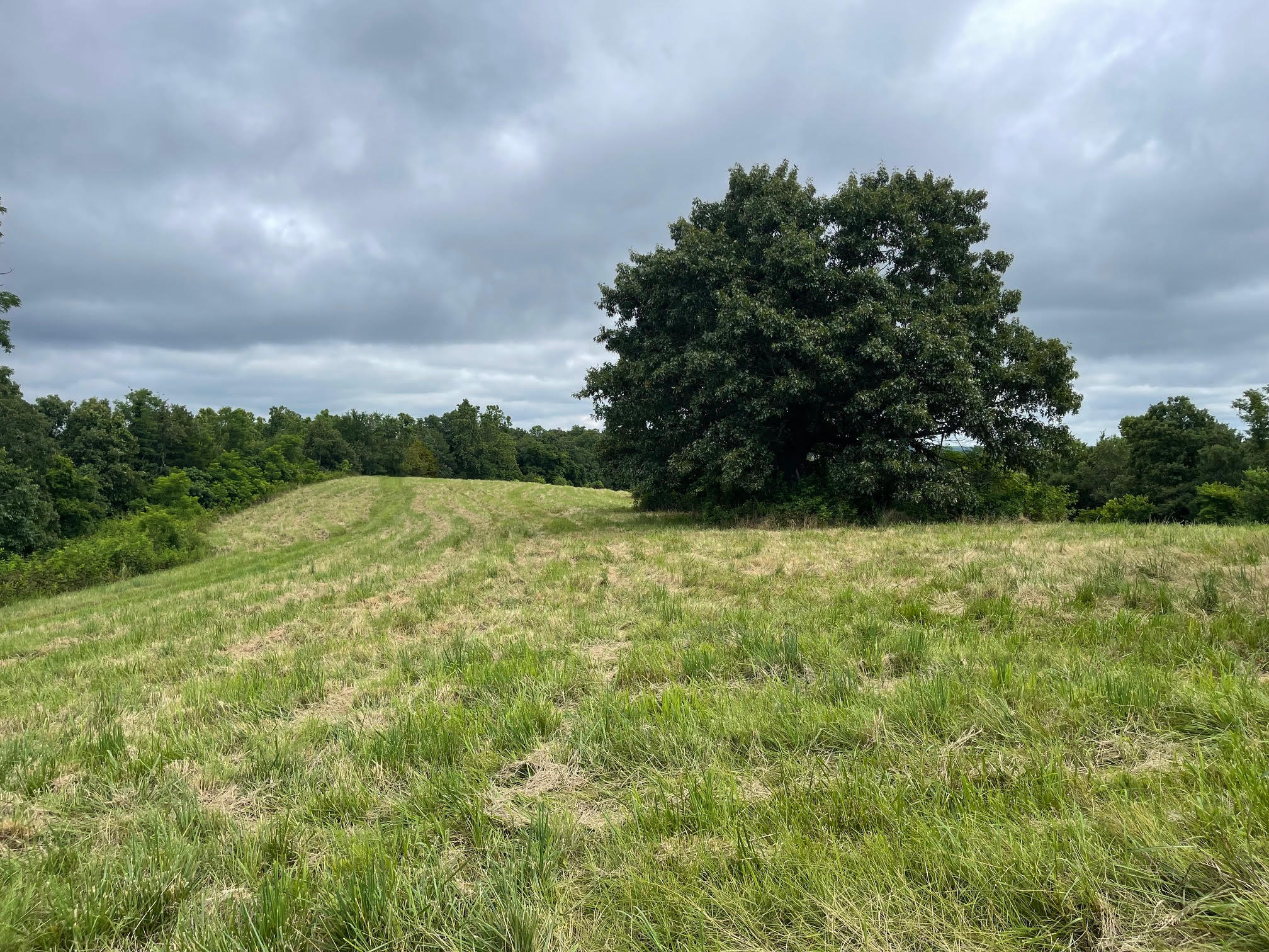 Photo 6 - Land for sale – 16.7 Ac  Turkey Ridge Court  Pineville, MO