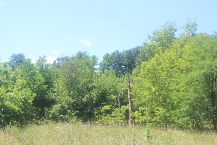 Photo 51 - Land for sale – 3176 S 170th Road  Polk, MO