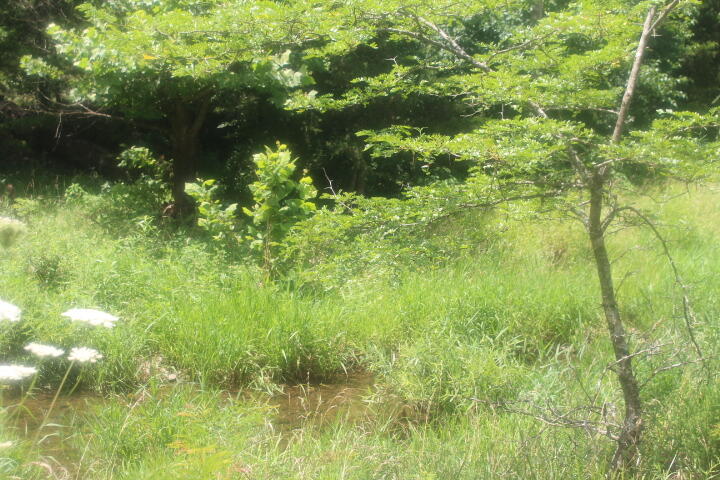 Photo 8 - Land for sale – 3176 S 170th Road  Polk, MO
