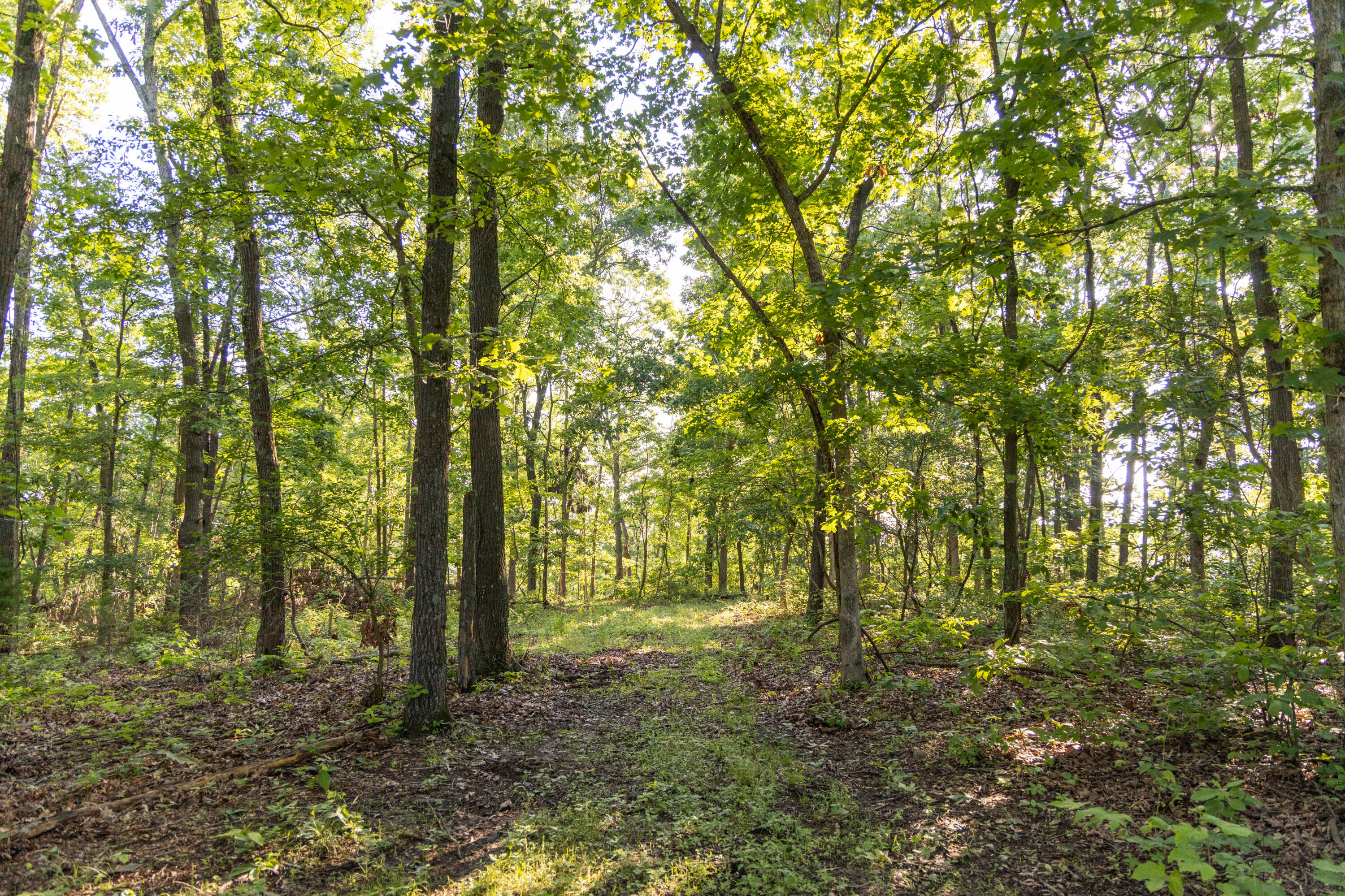 Photo 69 - Residential for sale – 0000  Farm Road 1090   Washburn, MO