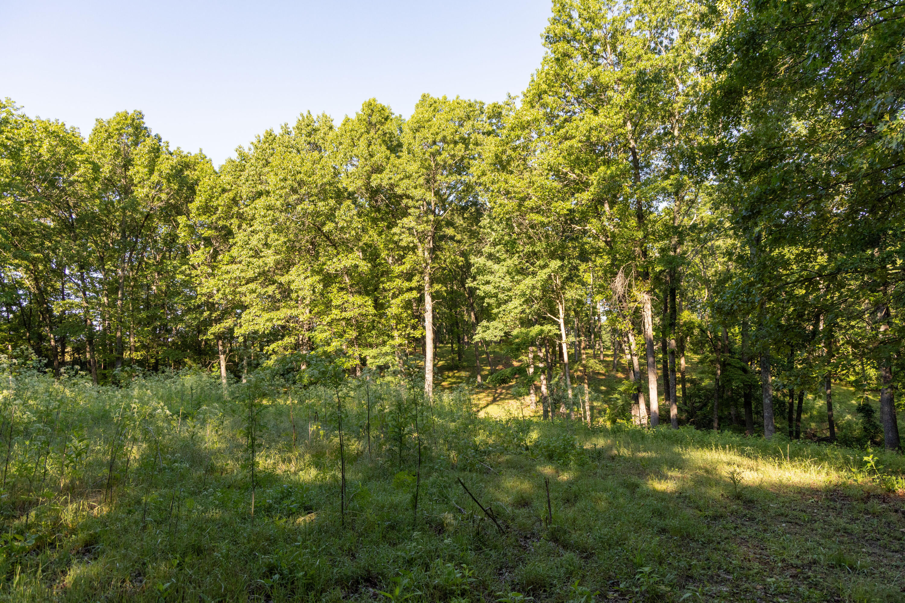 Photo 65 - Residential for sale – 0000  Farm Road 1090   Washburn, MO