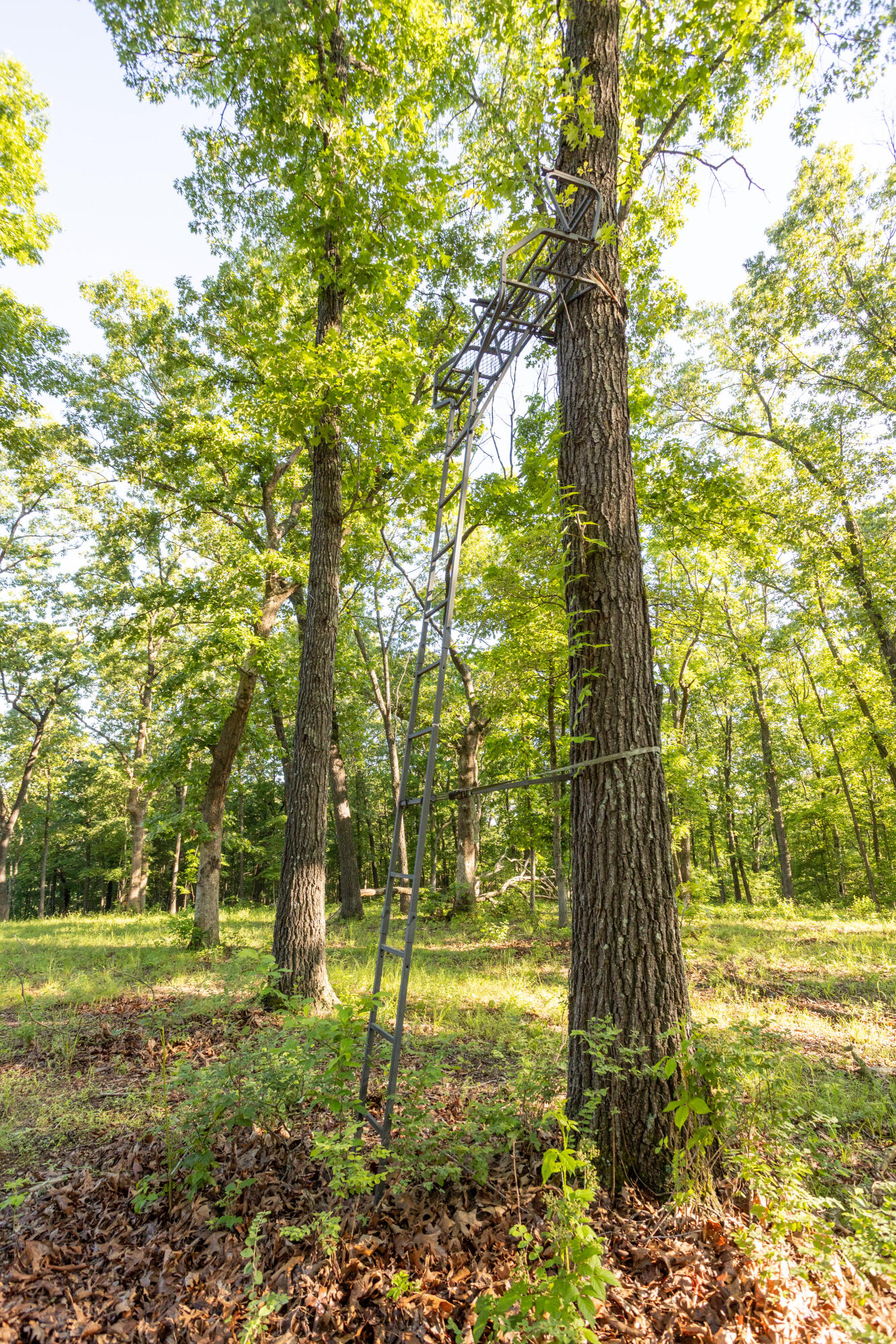 Photo 59 - Residential for sale – 0000  Farm Road 1090   Washburn, MO