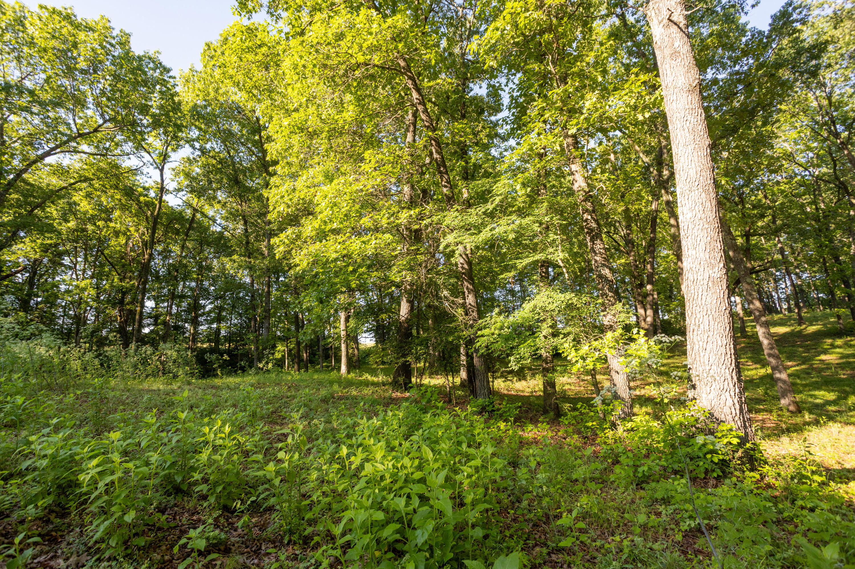 Photo 63 - Residential for sale – 0000  Farm Road 1090   Washburn, MO