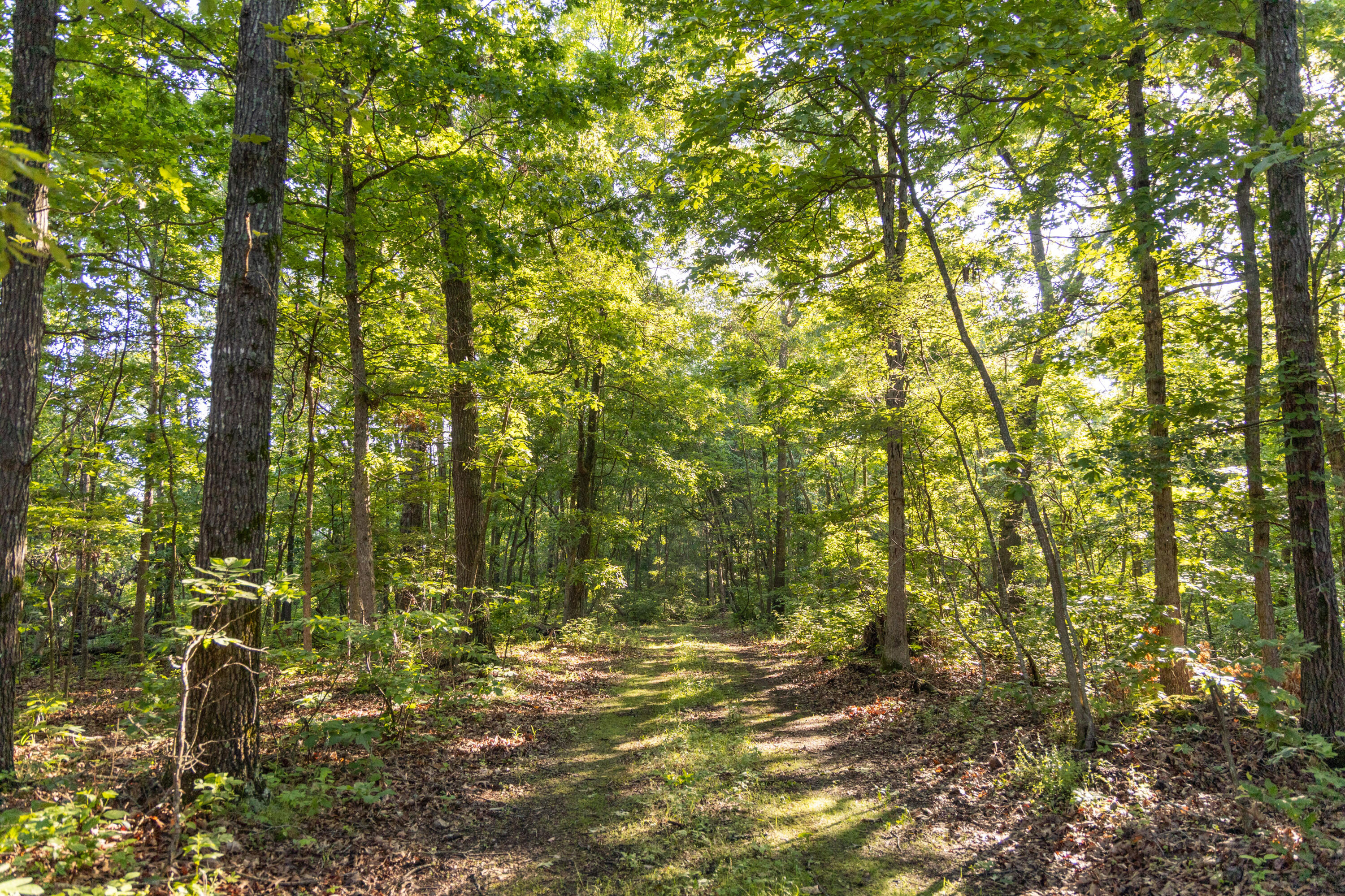 Photo 66 - Residential for sale – 0000  Farm Road 1090   Washburn, MO