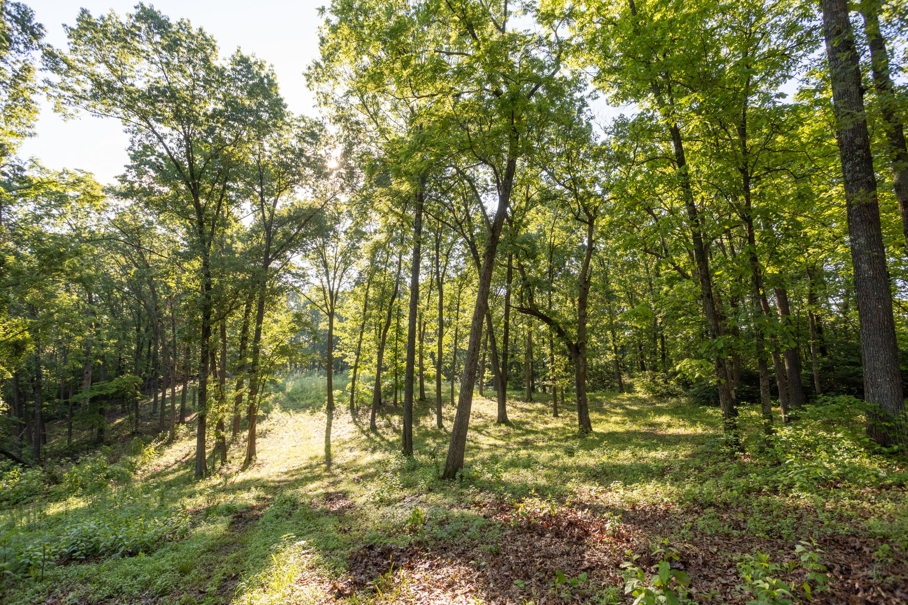 Photo 60 - Residential for sale – 0000  Farm Road 1090   Washburn, MO