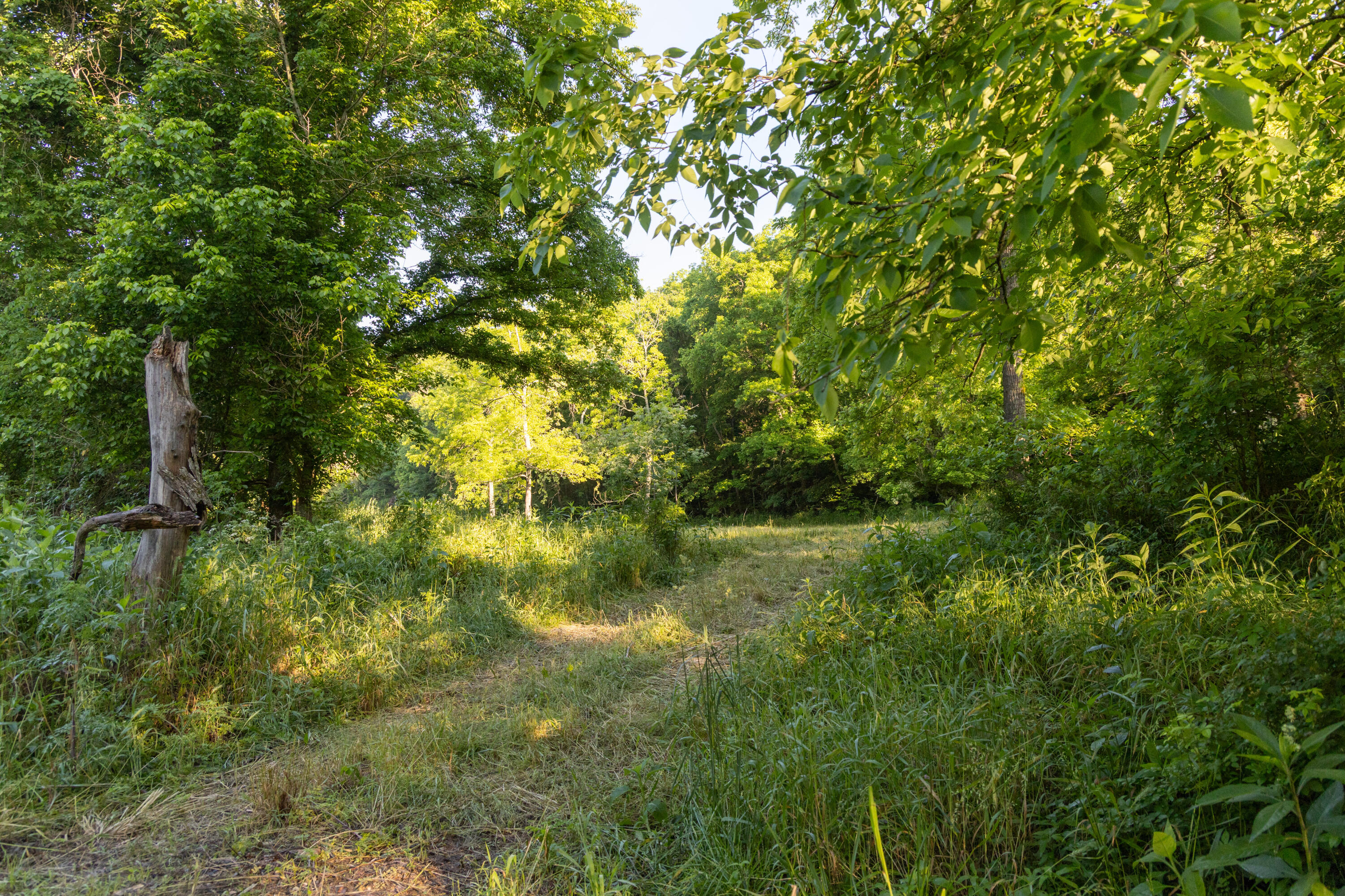 Photo 88 - Residential for sale – 0000  Farm Road 1090   Washburn, MO