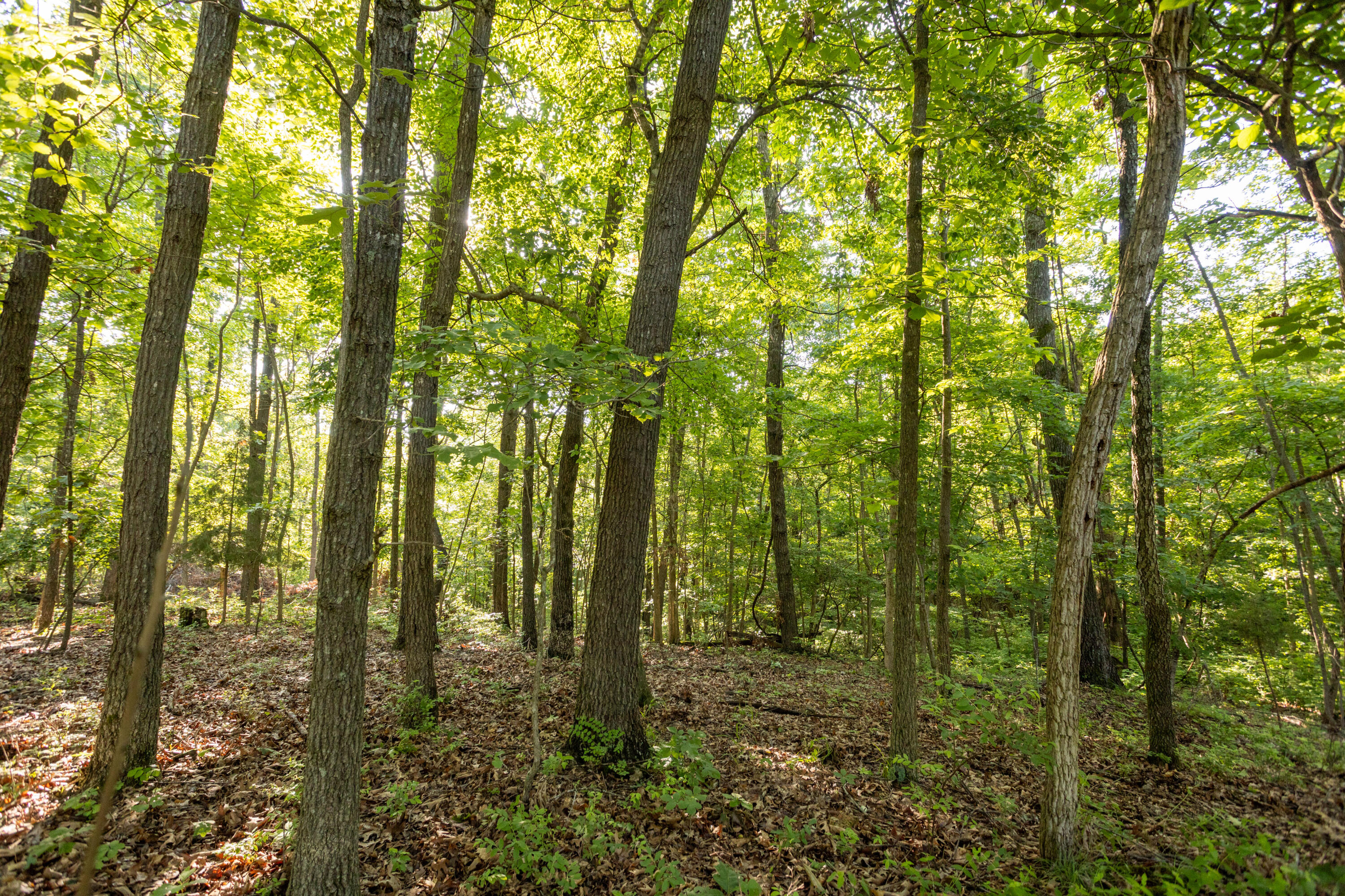 Photo 64 - Residential for sale – 0000  Farm Road 1090   Washburn, MO