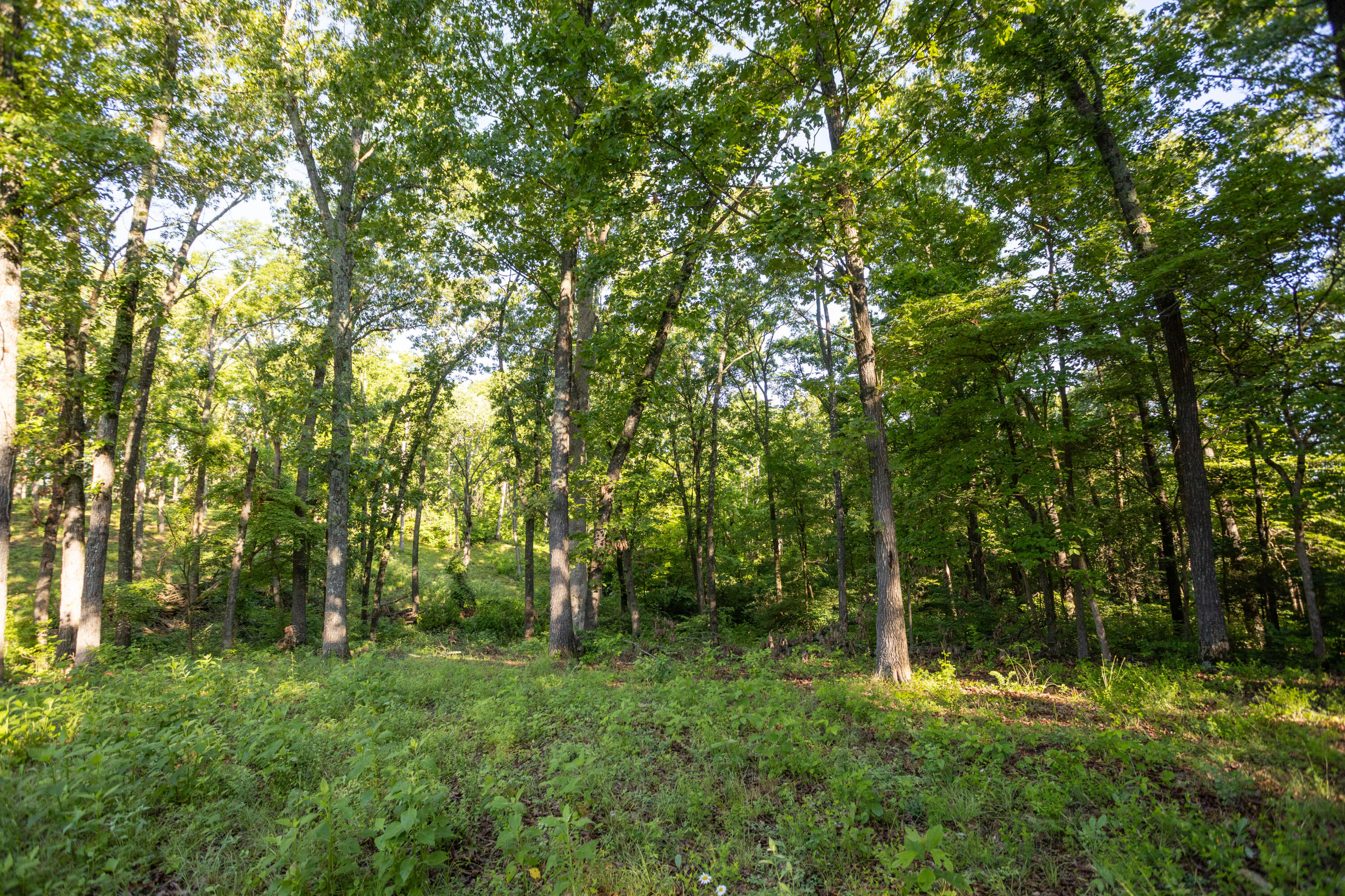 Photo 57 - Residential for sale – 0000  Farm Road 1090   Washburn, MO