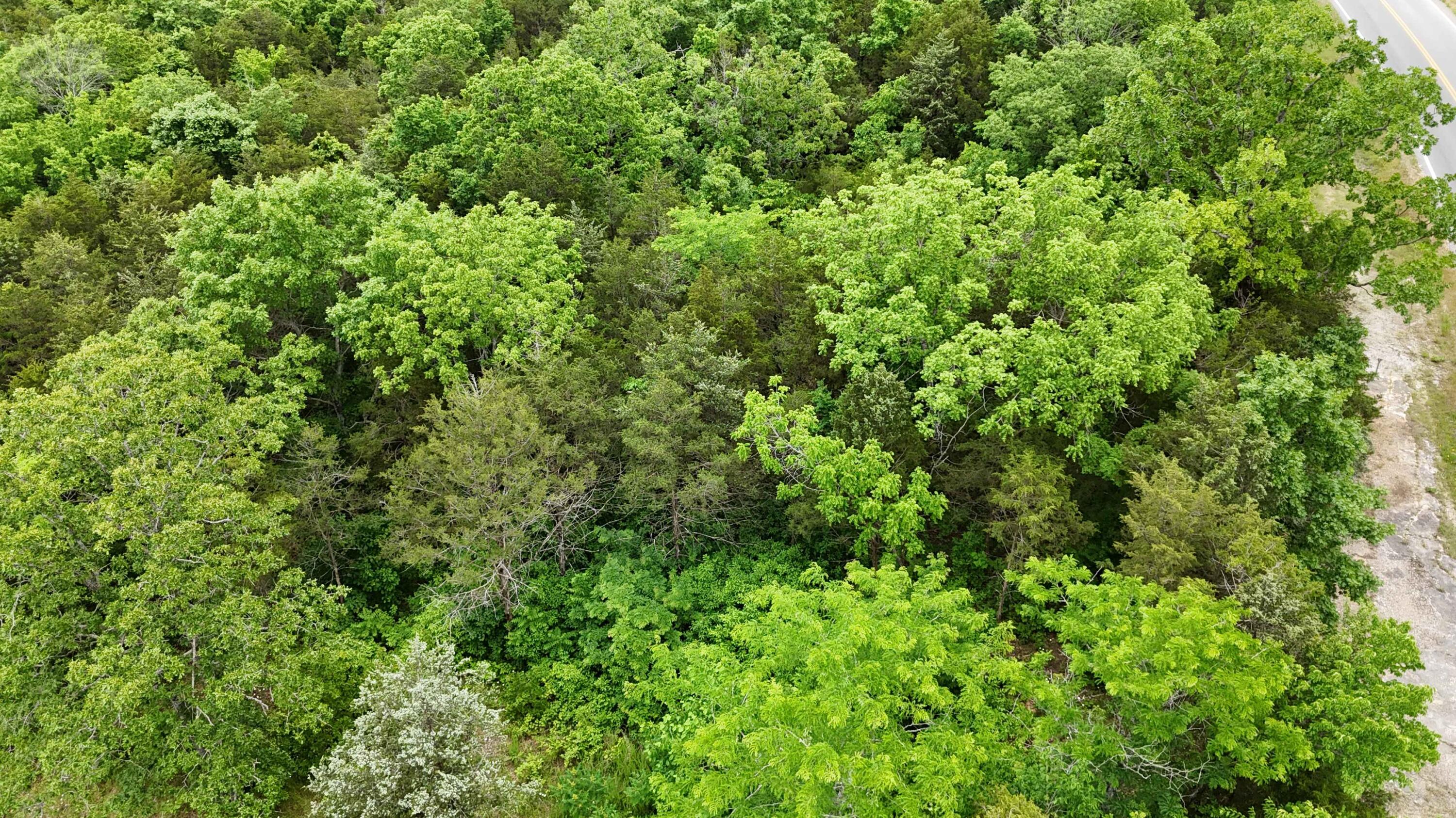 Photo 3 - Land for sale – 000  State Hwy 86   Eagle Rock, MO