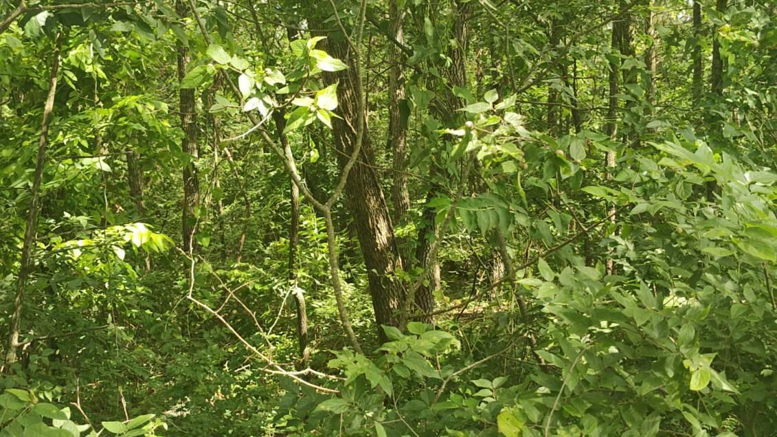 Photo 5 - Land for sale – Lot142 143  Farm Road 1255   Shell Knob, MO