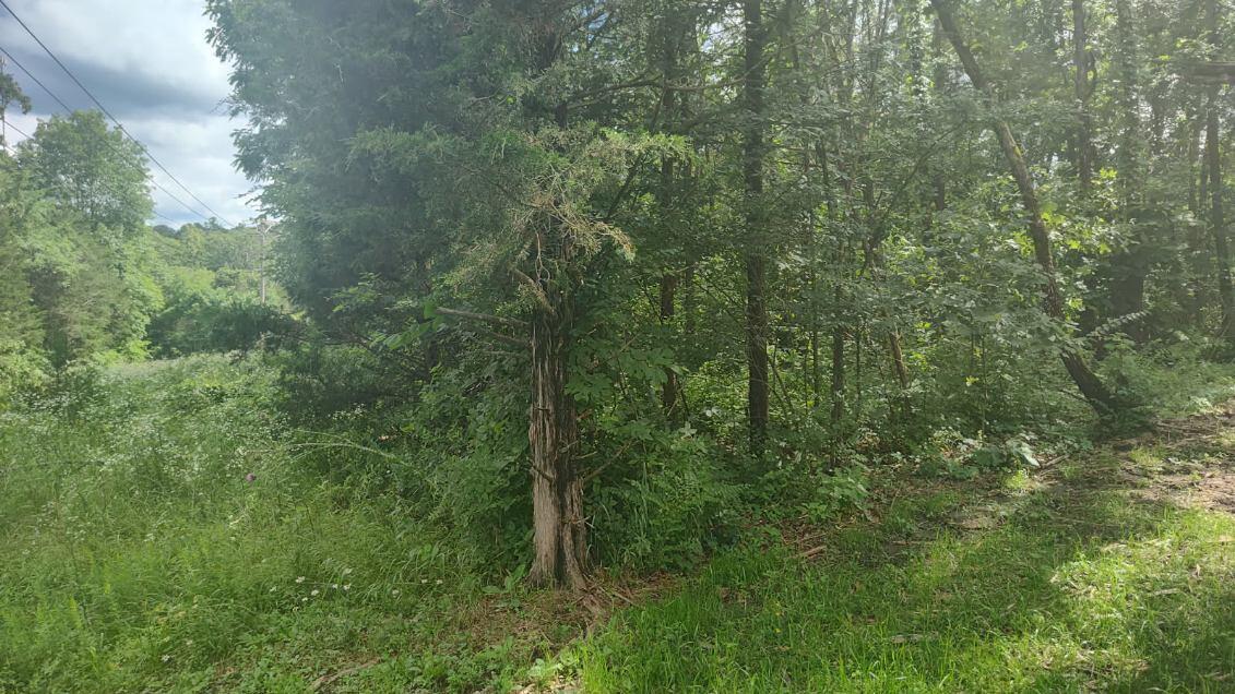 Photo 3 - Land for sale – Lot142 143  Farm Road 1255   Shell Knob, MO