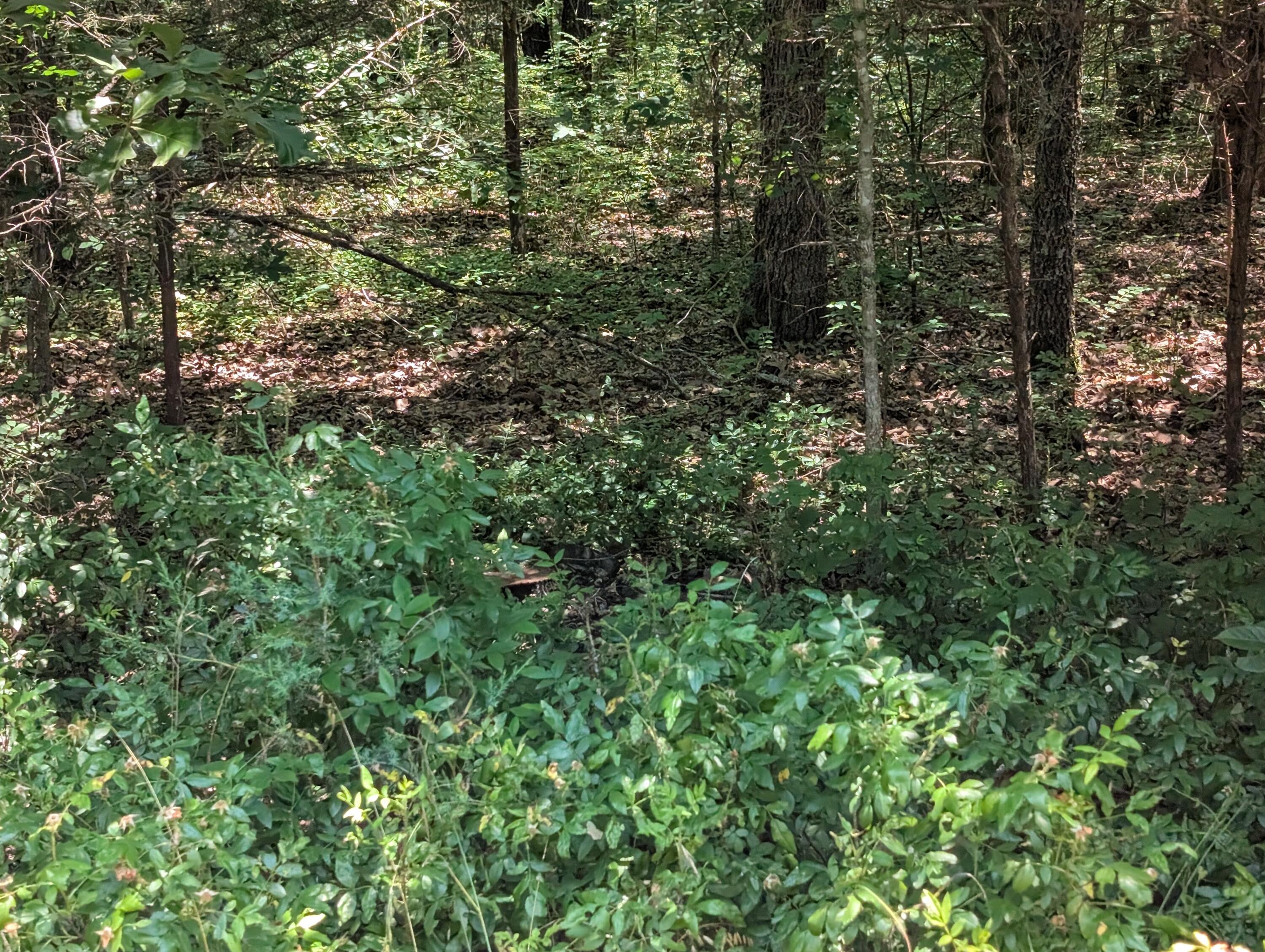 Photo 10 - Land for sale – 6 Lots  Farm Road 1255   Shell Knob, MO