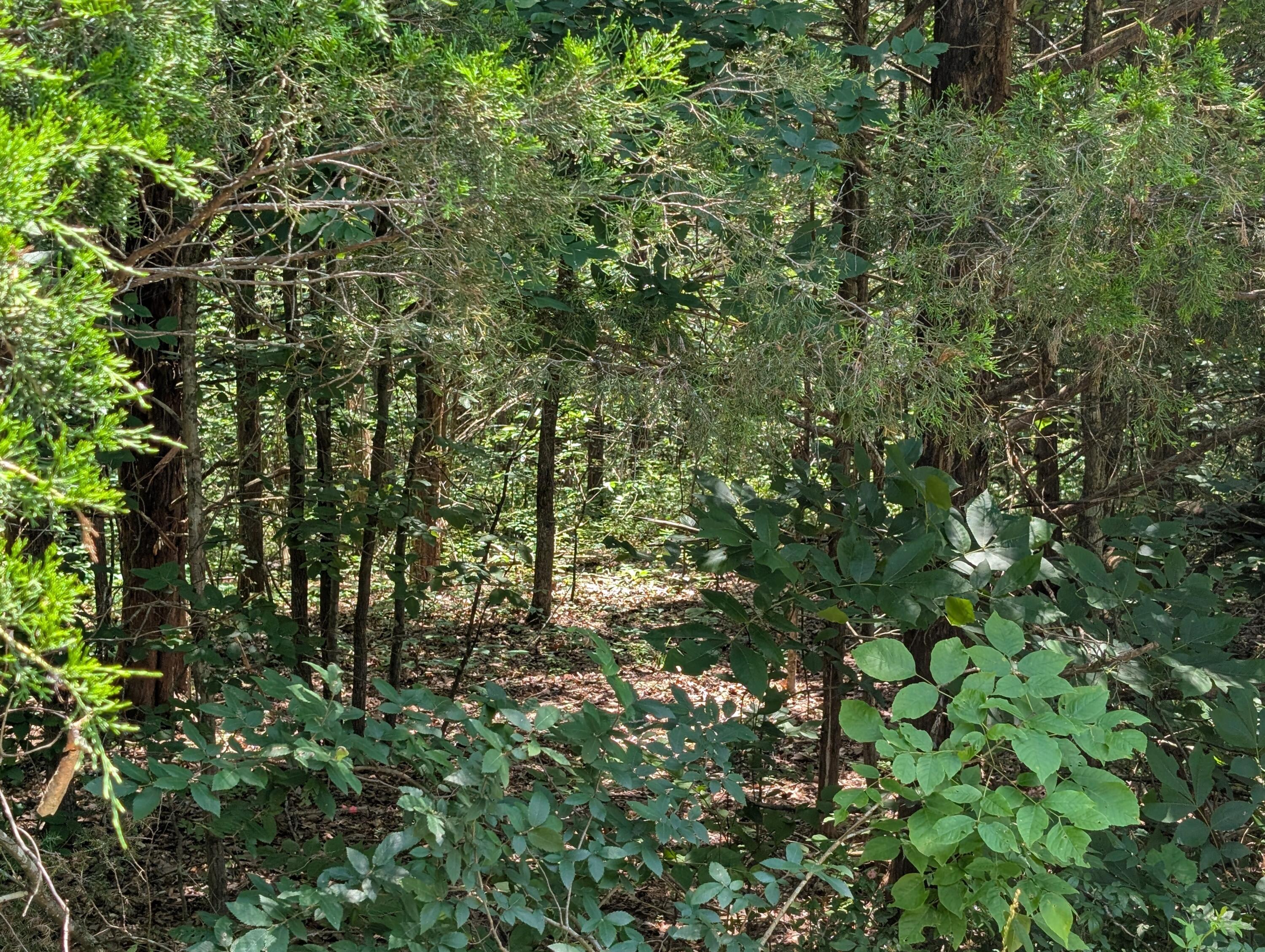 Photo 8 - Land for sale – 6 Lots  Farm Road 1255   Shell Knob, MO