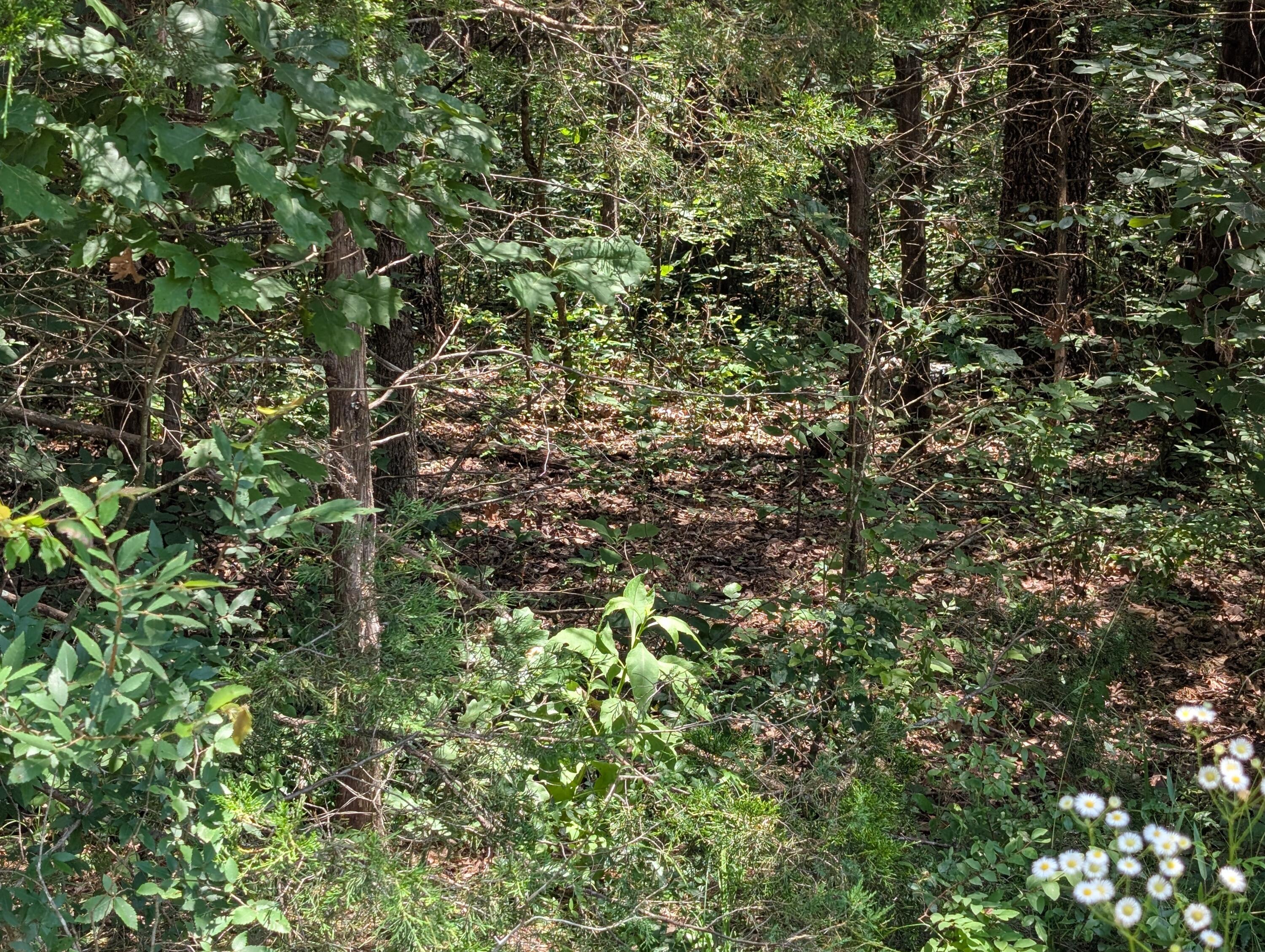 Photo 4 - Land for sale – 6 Lots  Farm Road 1255   Shell Knob, MO