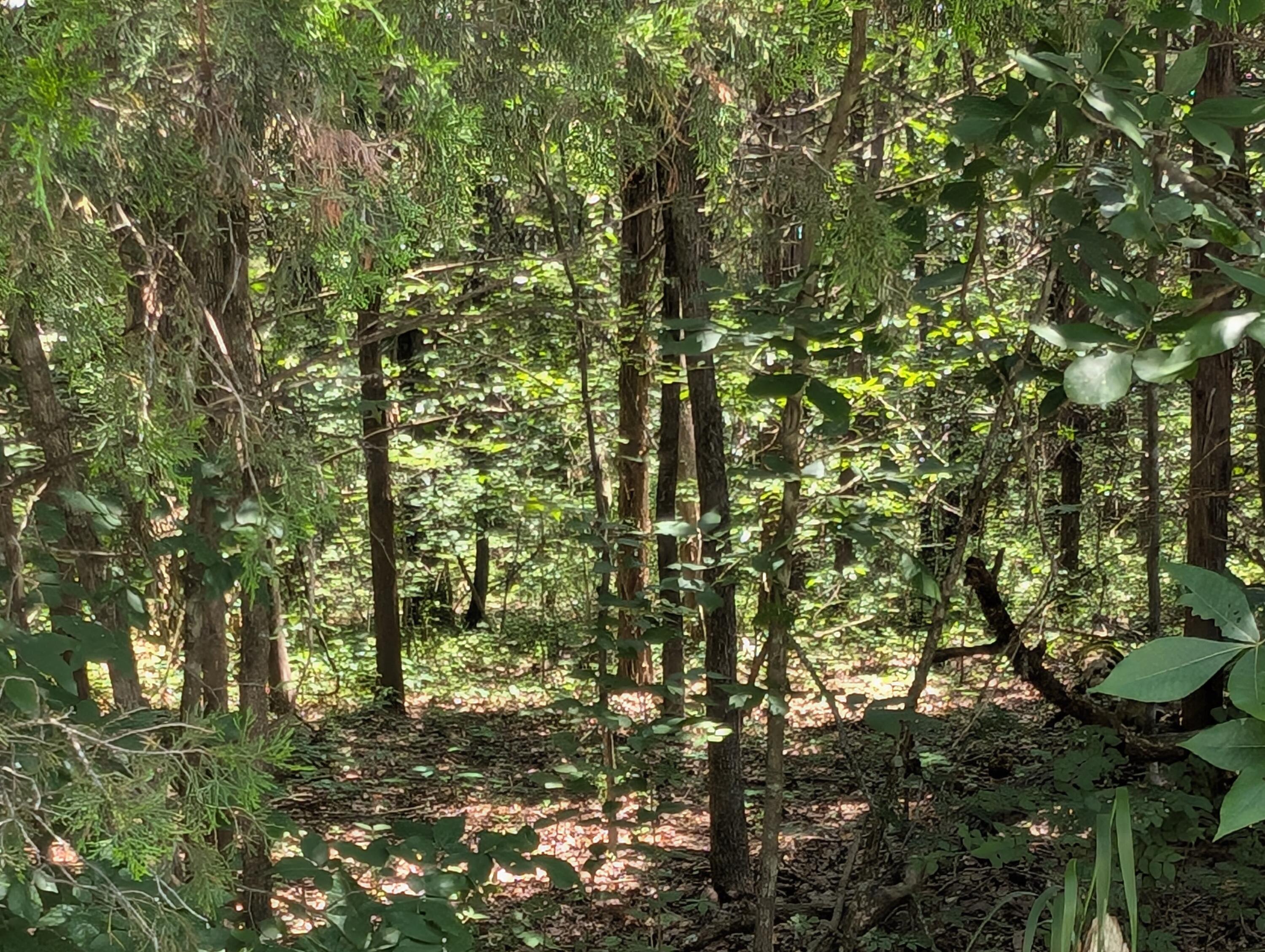 Land for sale – 6 Lots  Farm Road 1255   Shell Knob, MO