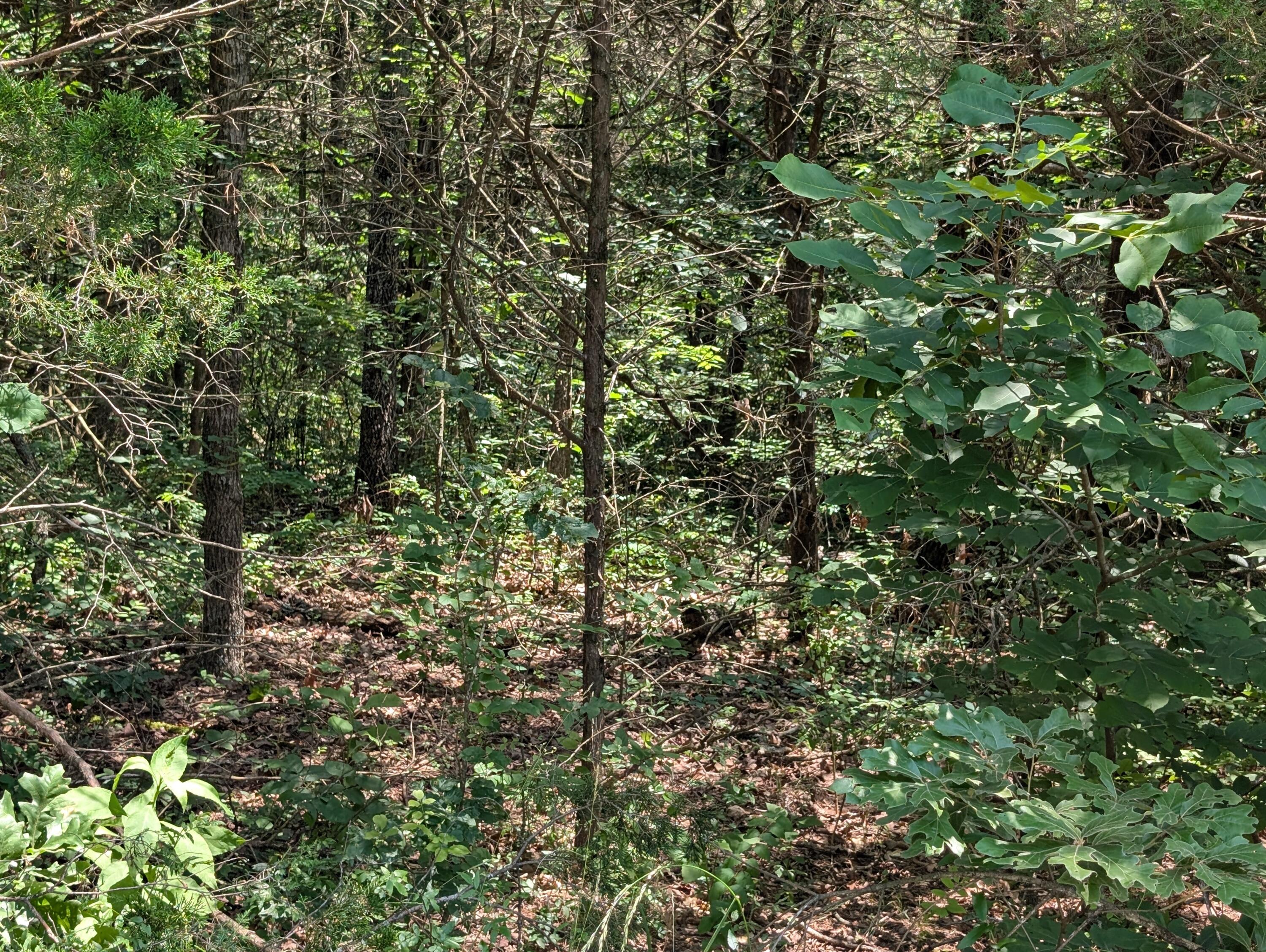 Photo 5 - Land for sale – 6 Lots  Farm Road 1255   Shell Knob, MO
