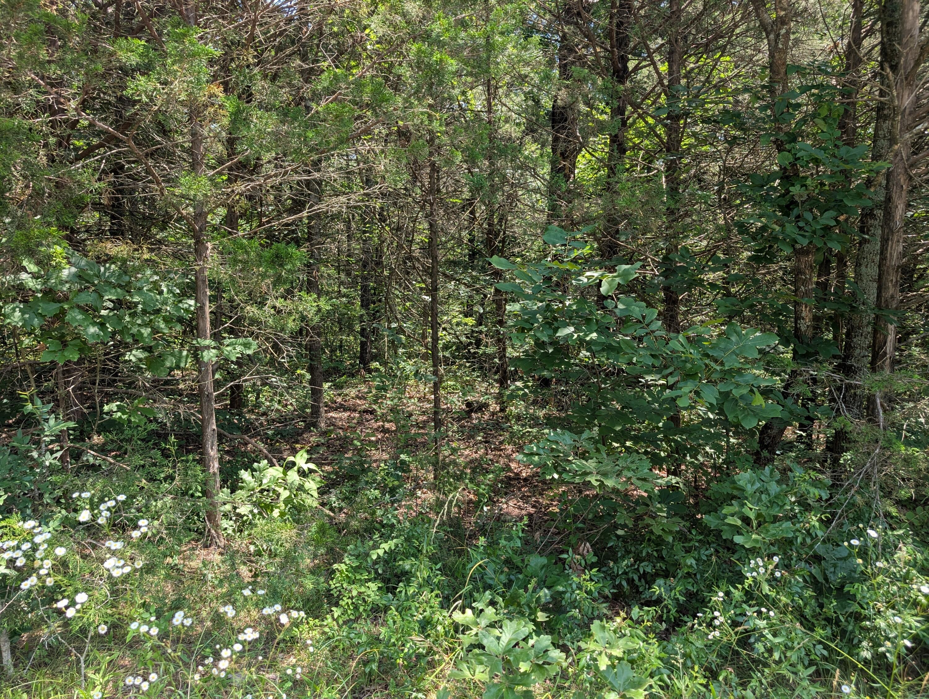 Photo 2 - Land for sale – 6 Lots  Farm Road 1255   Shell Knob, MO