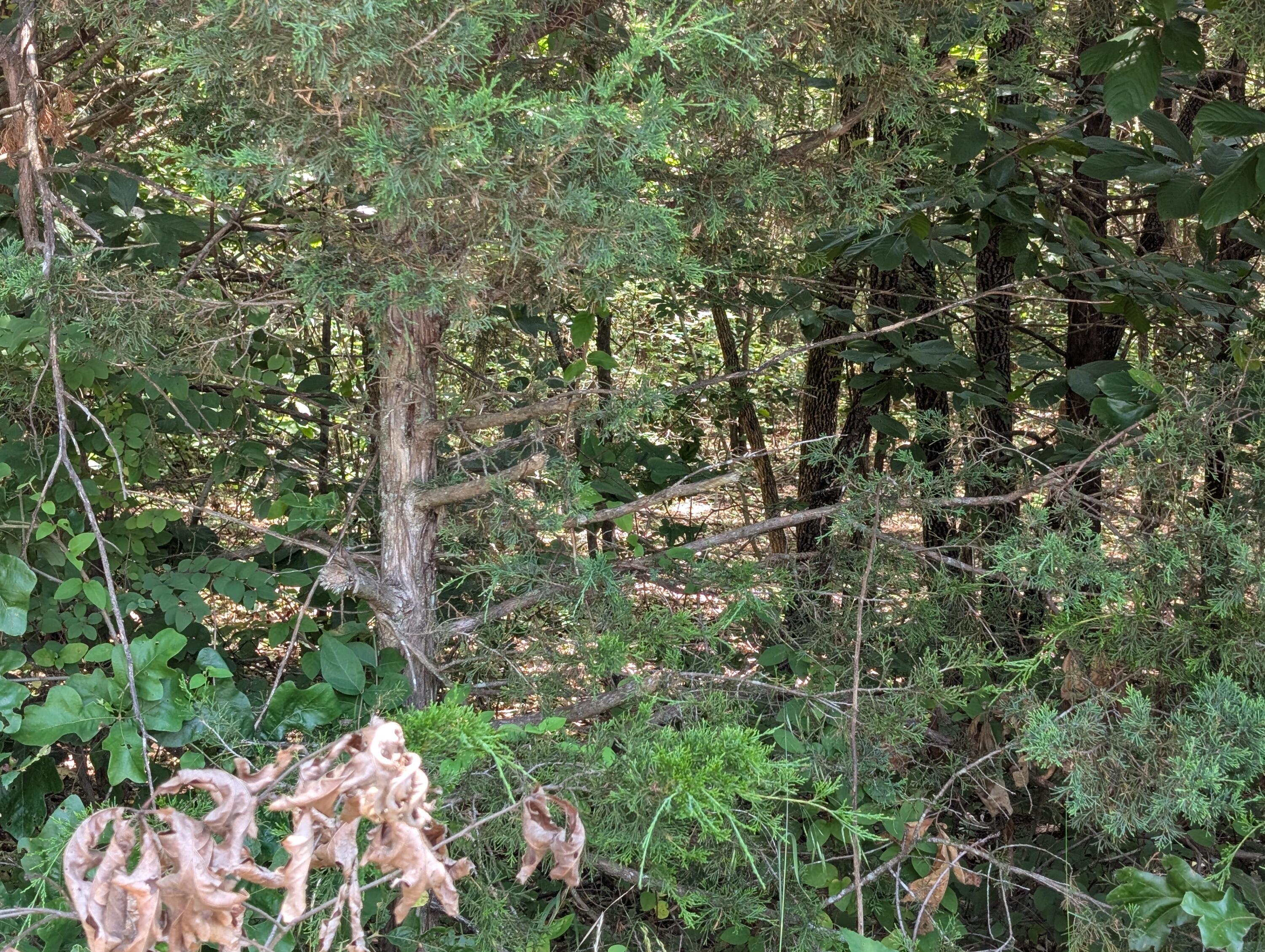 Photo 6 - Land for sale – 6 Lots  Farm Road 1255   Shell Knob, MO