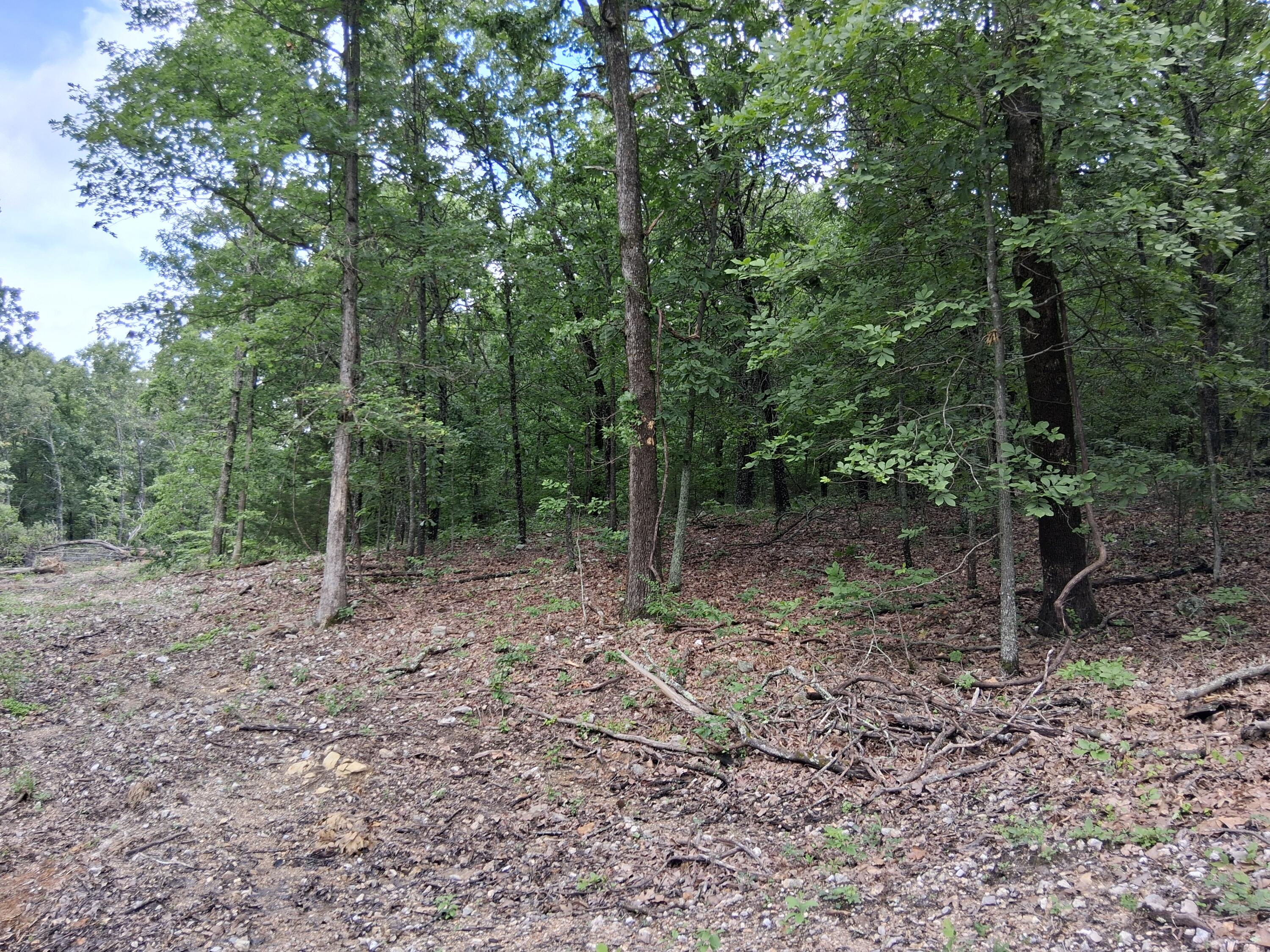 Photo 4 - Land for sale – Tbd  County Road 350   Dora, MO