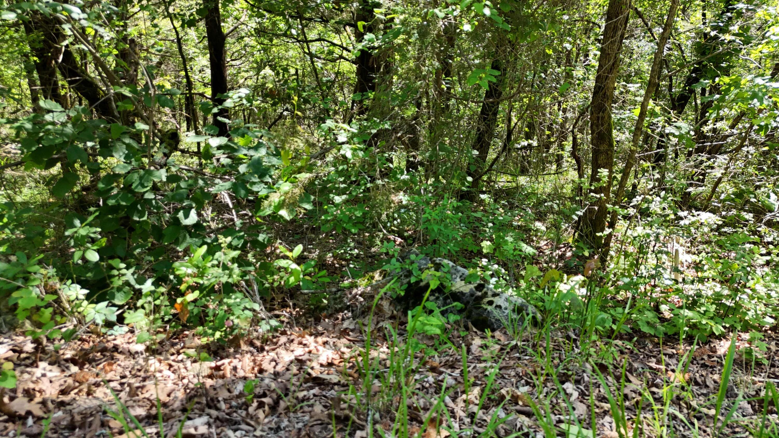 Photo 6 - Land for sale – 000  Farm Road 1197   Eagle Rock, MO