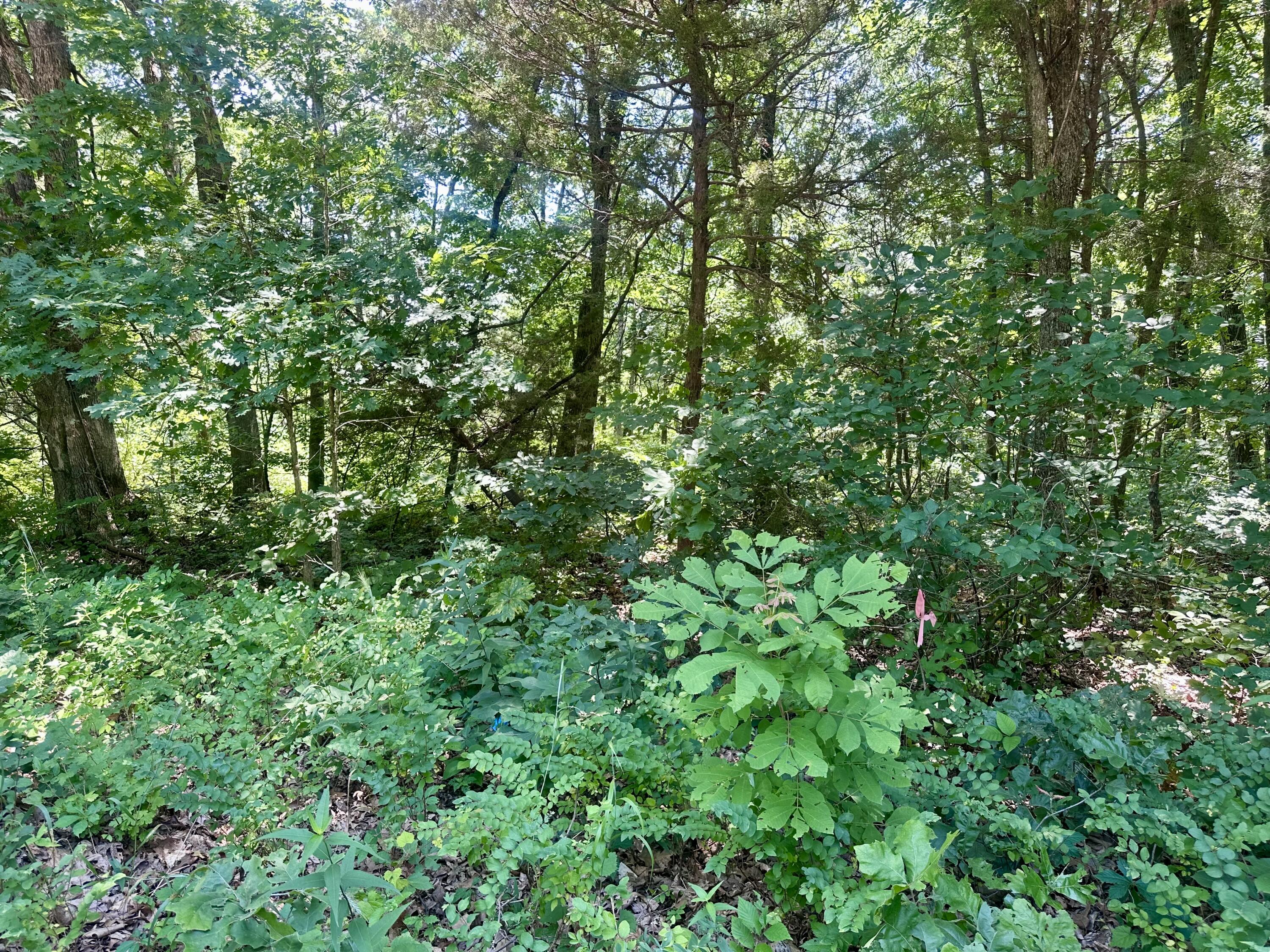 Photo 3 - Land for sale – Tbd E Highway N   Stockton, MO