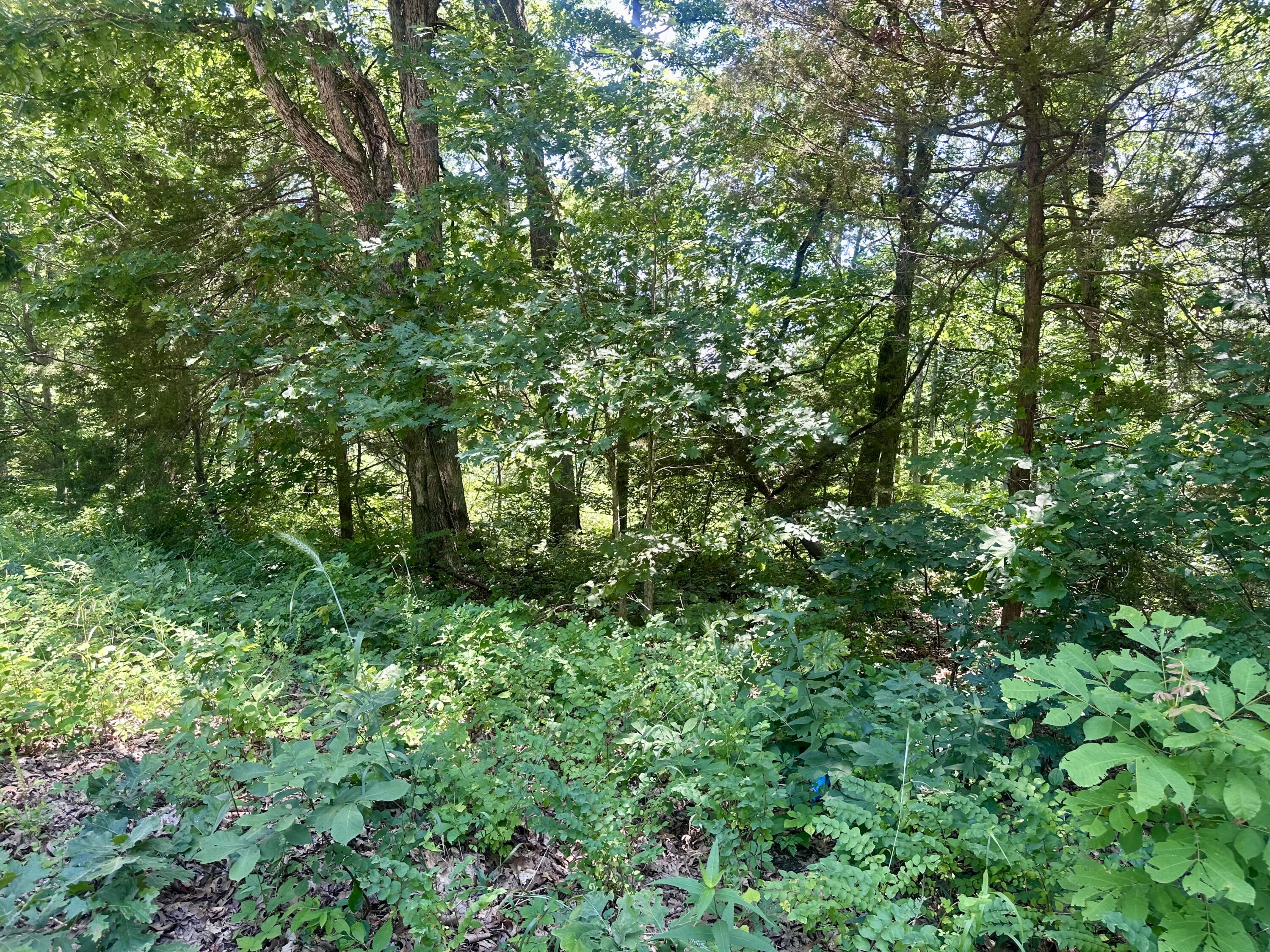 Photo 2 - Land for sale – Tbd E Highway N   Stockton, MO