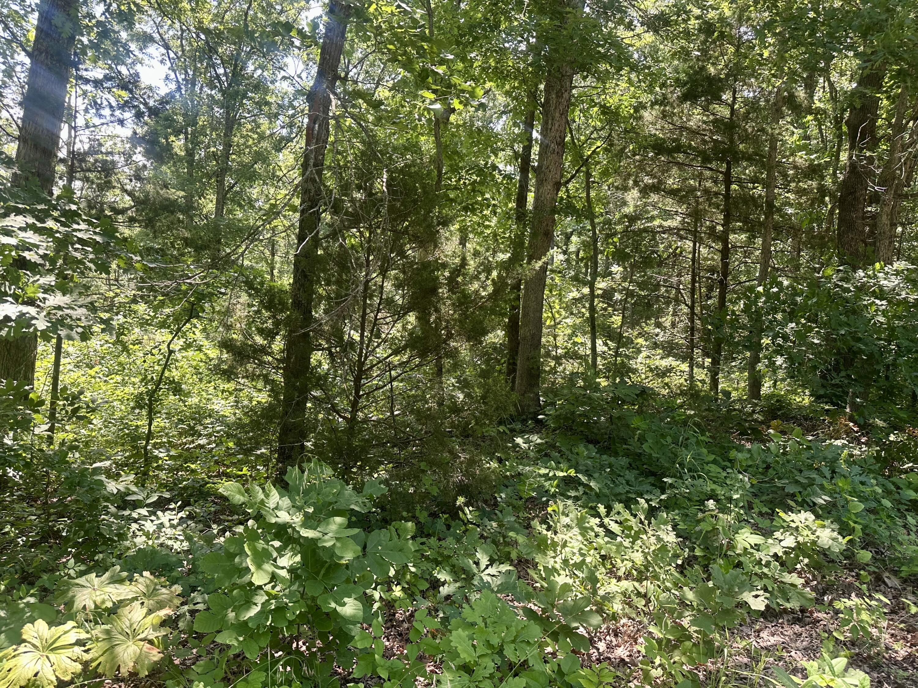 Photo 4 - Land for sale – Tbd E Highway N   Stockton, MO