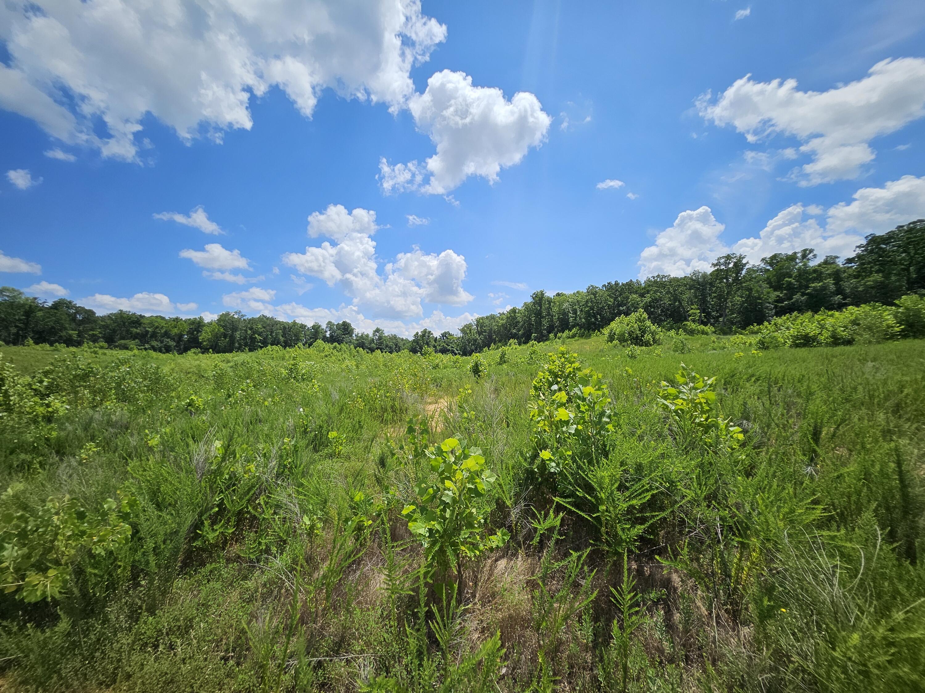 Photo 14 - Land for sale – 000  Dogwood Lane   Joplin, MO