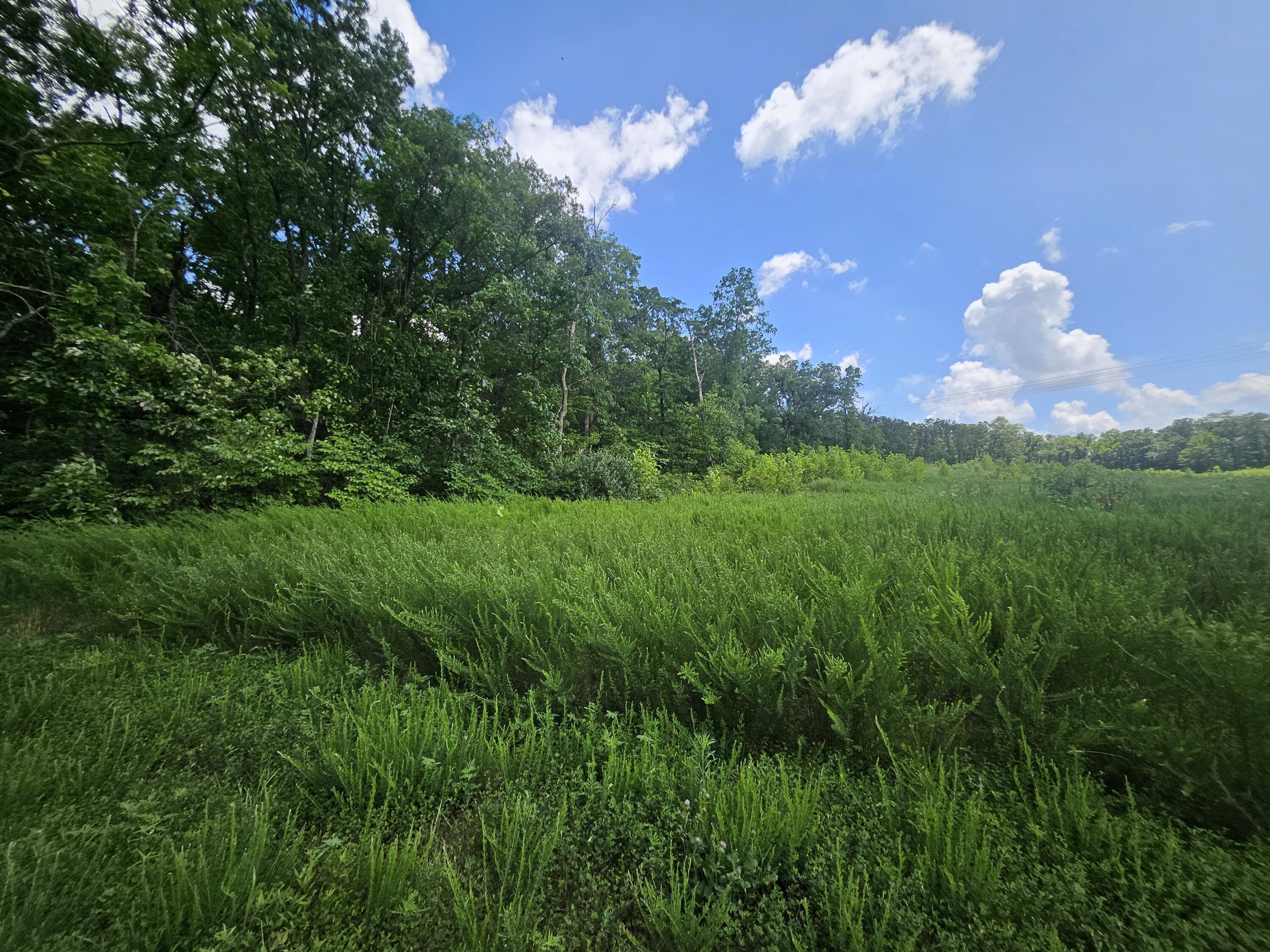 Photo 2 - Land for sale – 000  Dogwood Lane   Joplin, MO