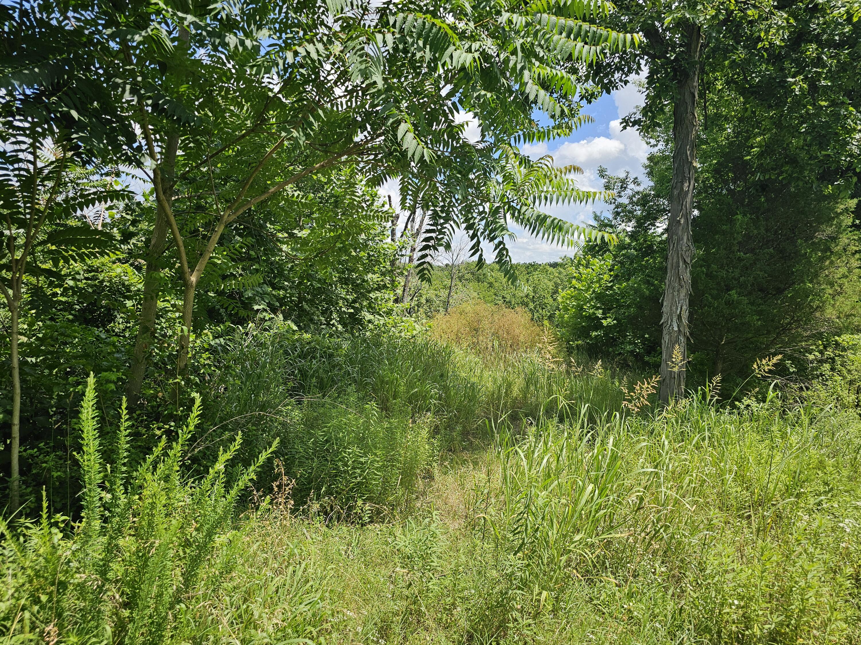 Photo 3 - Land for sale – 3486 N Farm Road 143   Springfield, MO