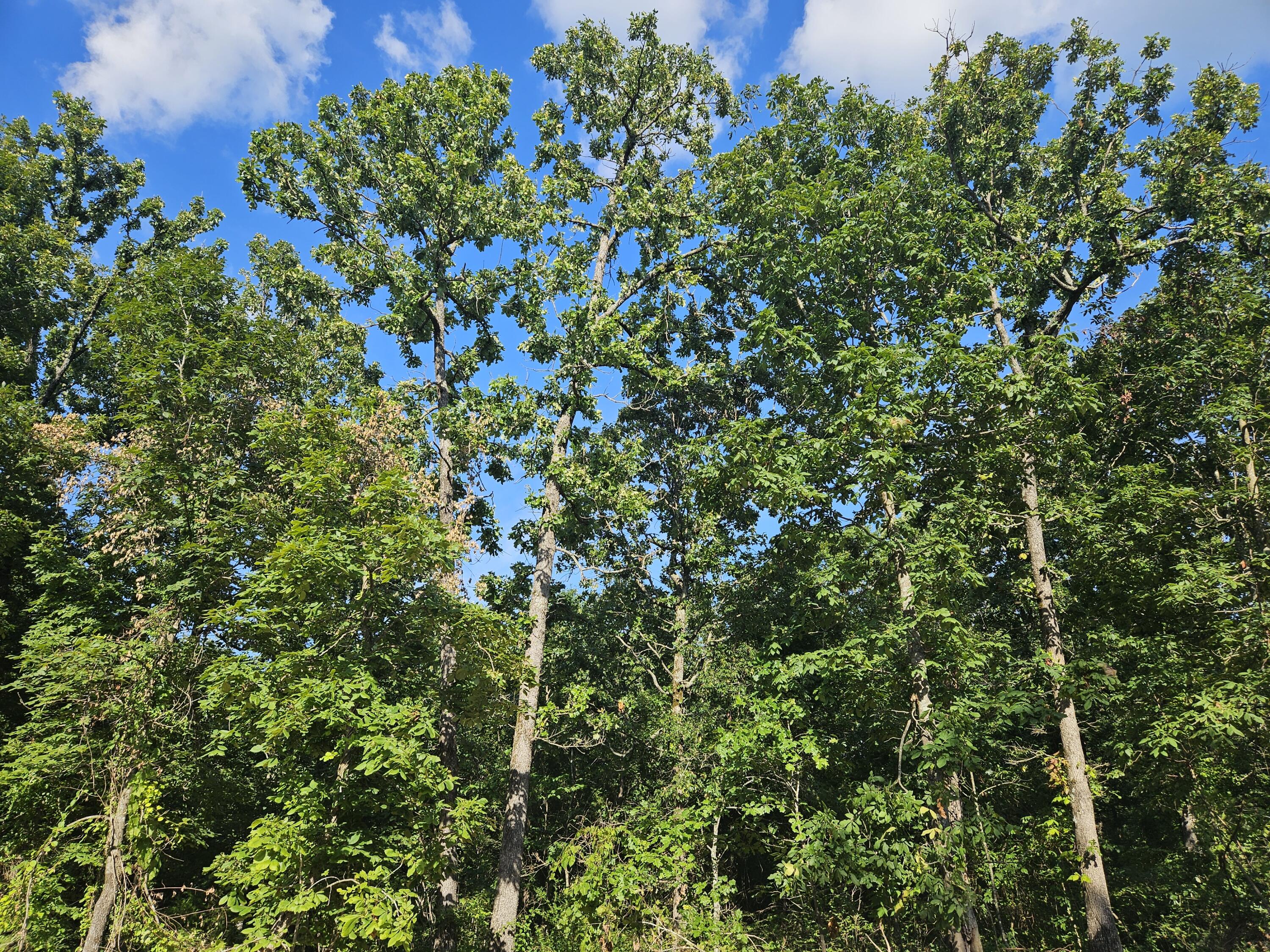 Photo 7 - Land for sale – Lot 14  Deerwood Estates   Aurora, MO