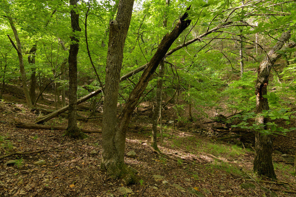 Photo 21 - Land for sale – 2028  Indian Point Road  Branson, MO