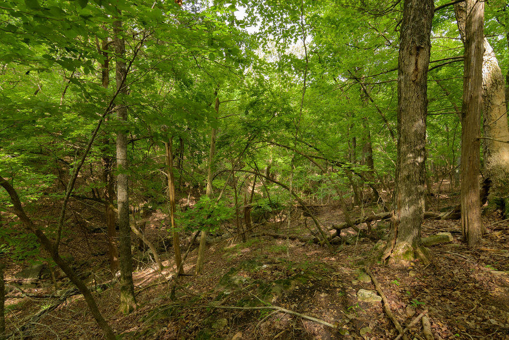 Photo 20 - Land for sale – 2028  Indian Point Road  Branson, MO