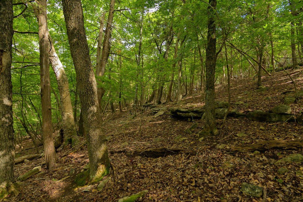 Photo 22 - Land for sale – 2028  Indian Point Road  Branson, MO