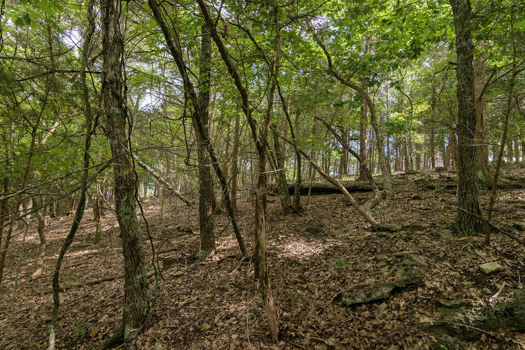 Photo 16 - Land for sale – 2028  Indian Point Road  Branson, MO
