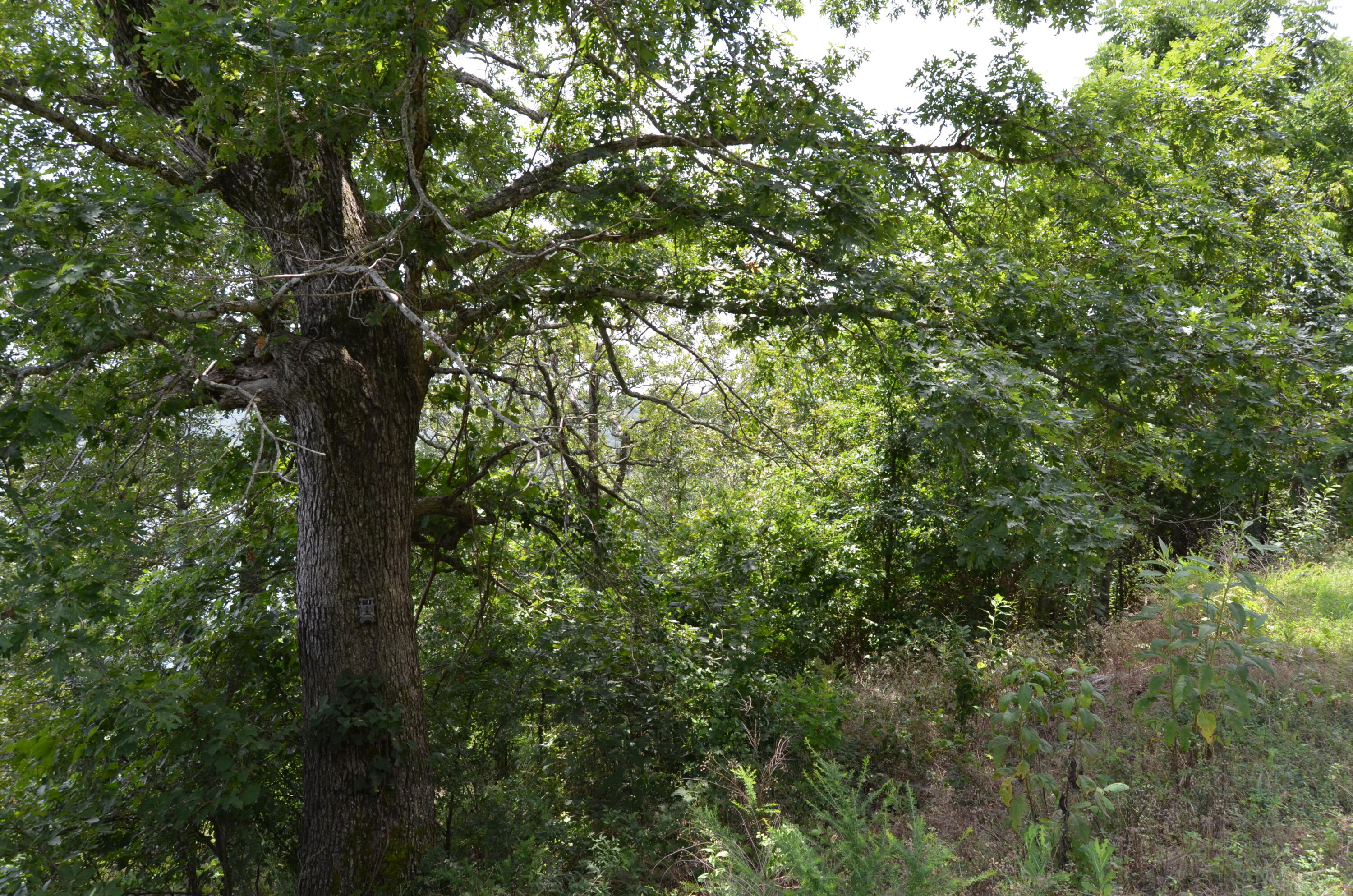 Photo 14 - Land for sale – 233  Cliffside Drive  Galena, MO