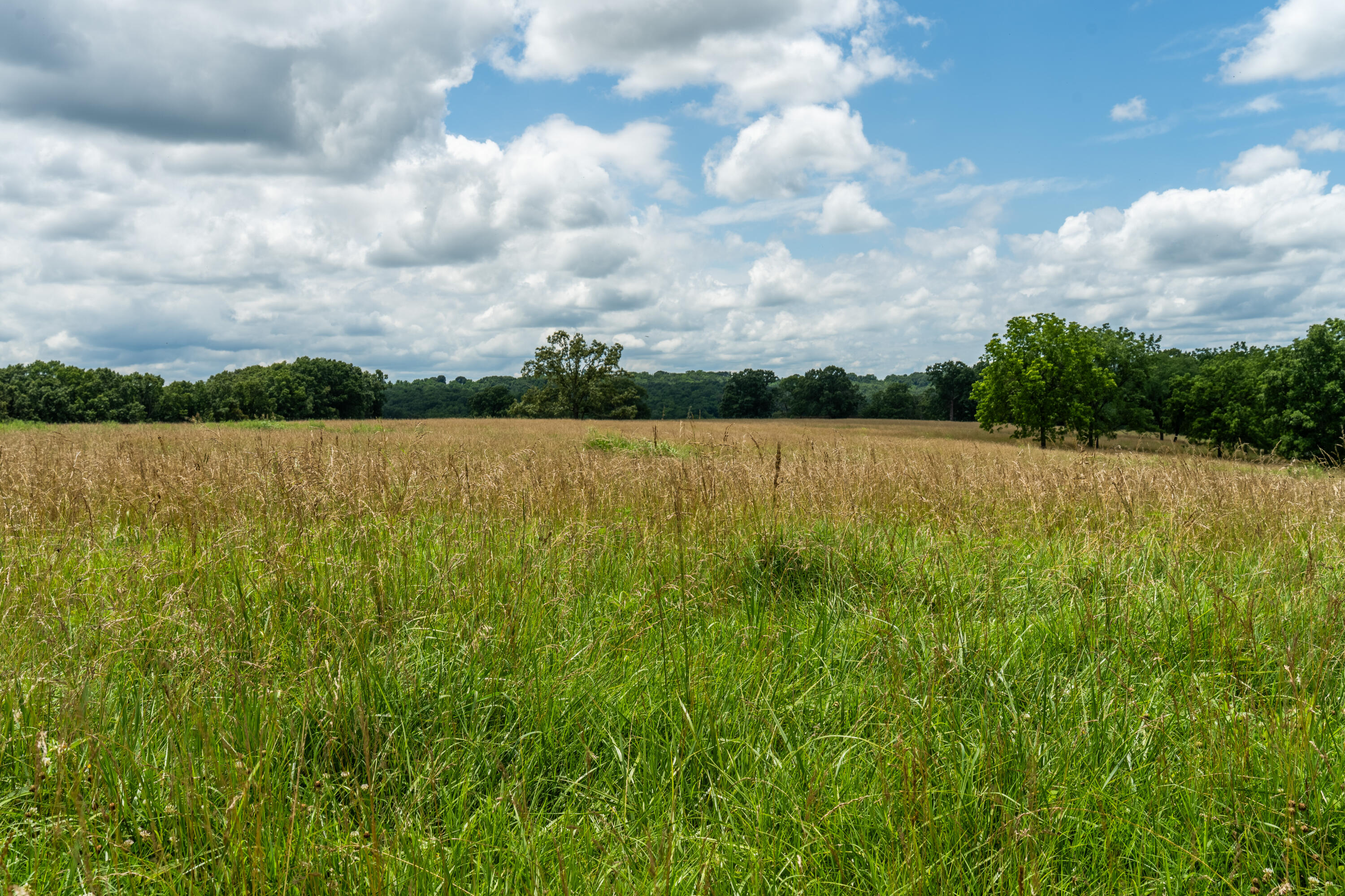 Photo 75 - Farm for sale – 15576  State Highway 76   Ava, MO