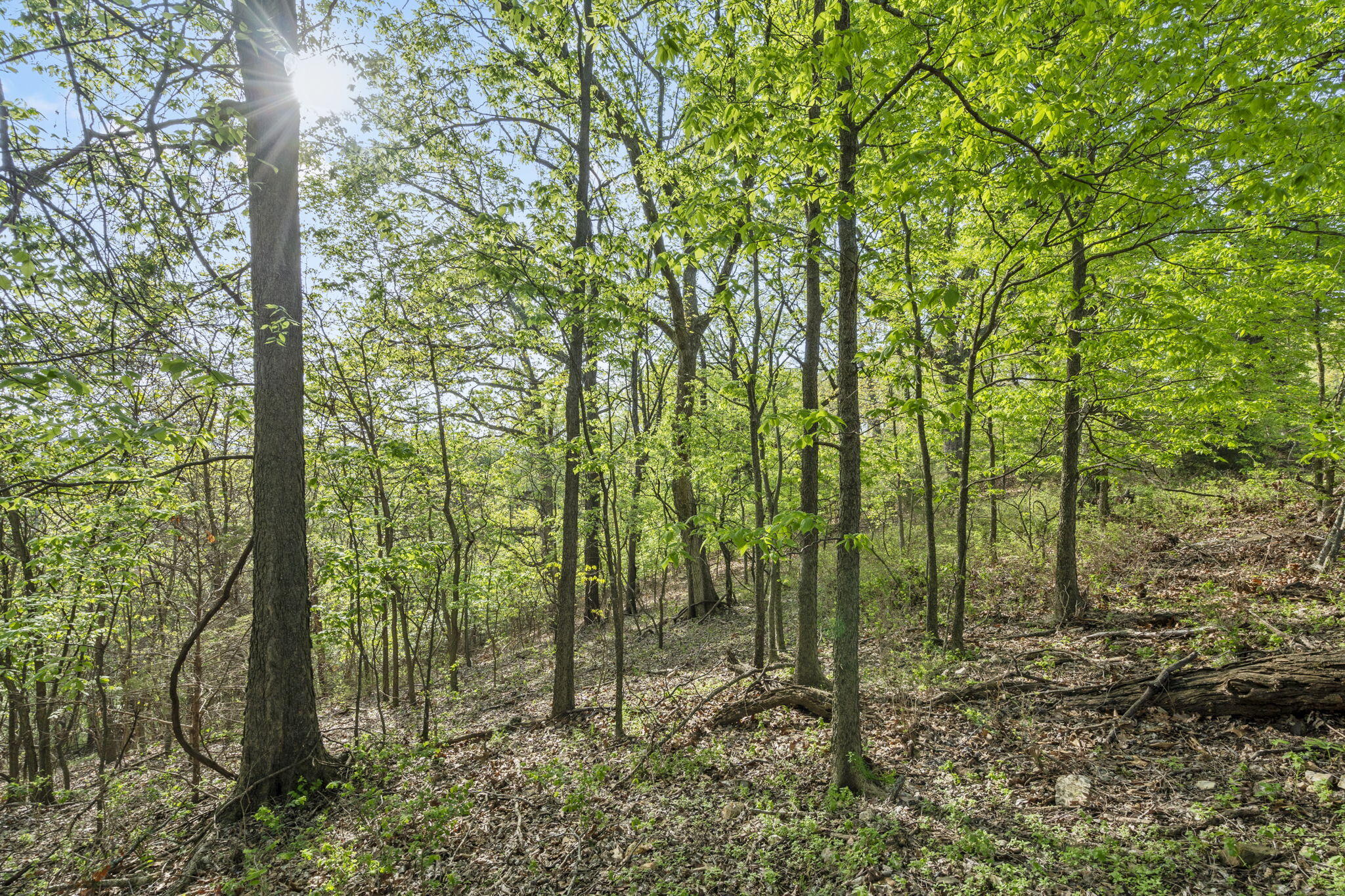 Photo 6 - Land for sale – Lot 2  Cambridge Drive  Blue Eye, MO