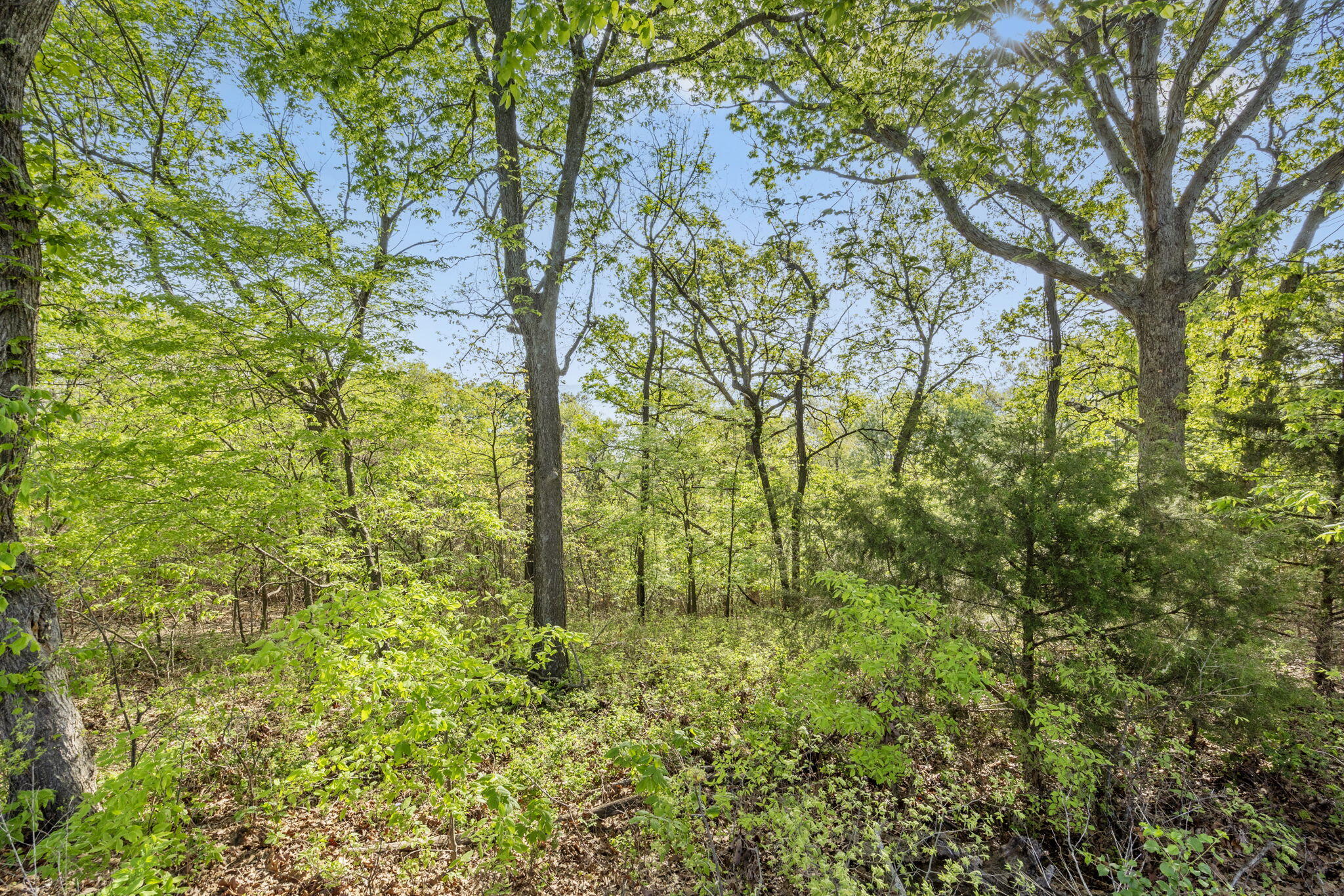 Photo 9 - Land for sale – Lot 2  Cambridge Drive  Blue Eye, MO