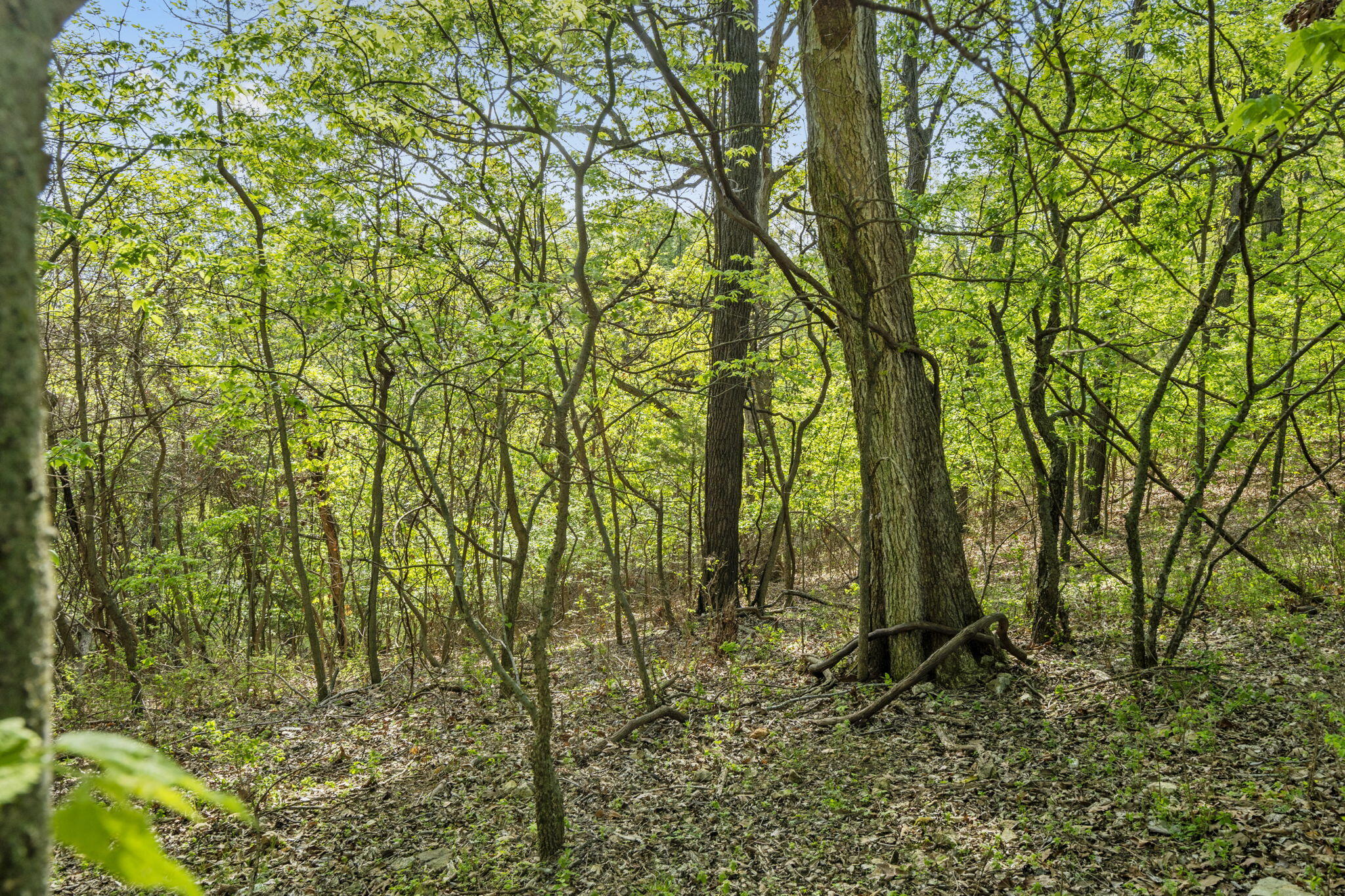 Photo 8 - Land for sale – Lot 2  Cambridge Drive  Blue Eye, MO