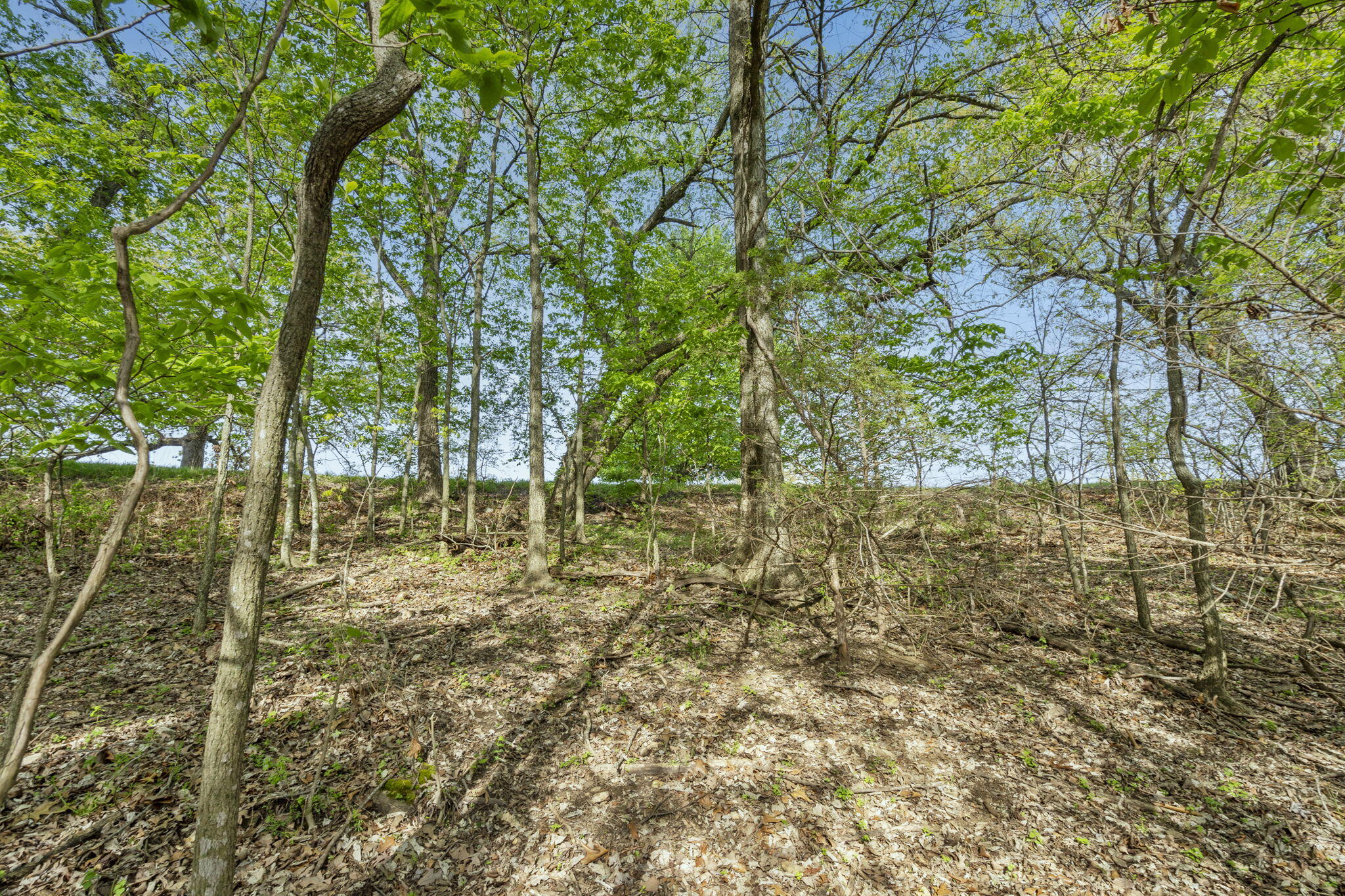 Photo 7 - Land for sale – Lot 2  Cambridge Drive  Blue Eye, MO