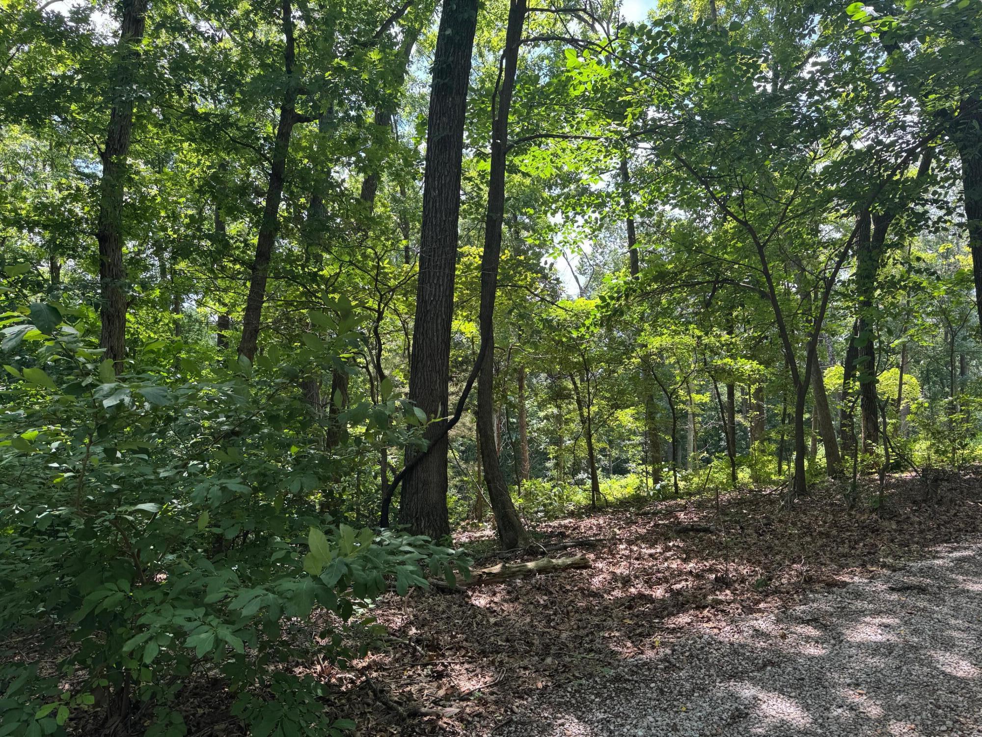 Photo 2 - Land for sale – 000  Twin Springs Drive   Cassville, MO